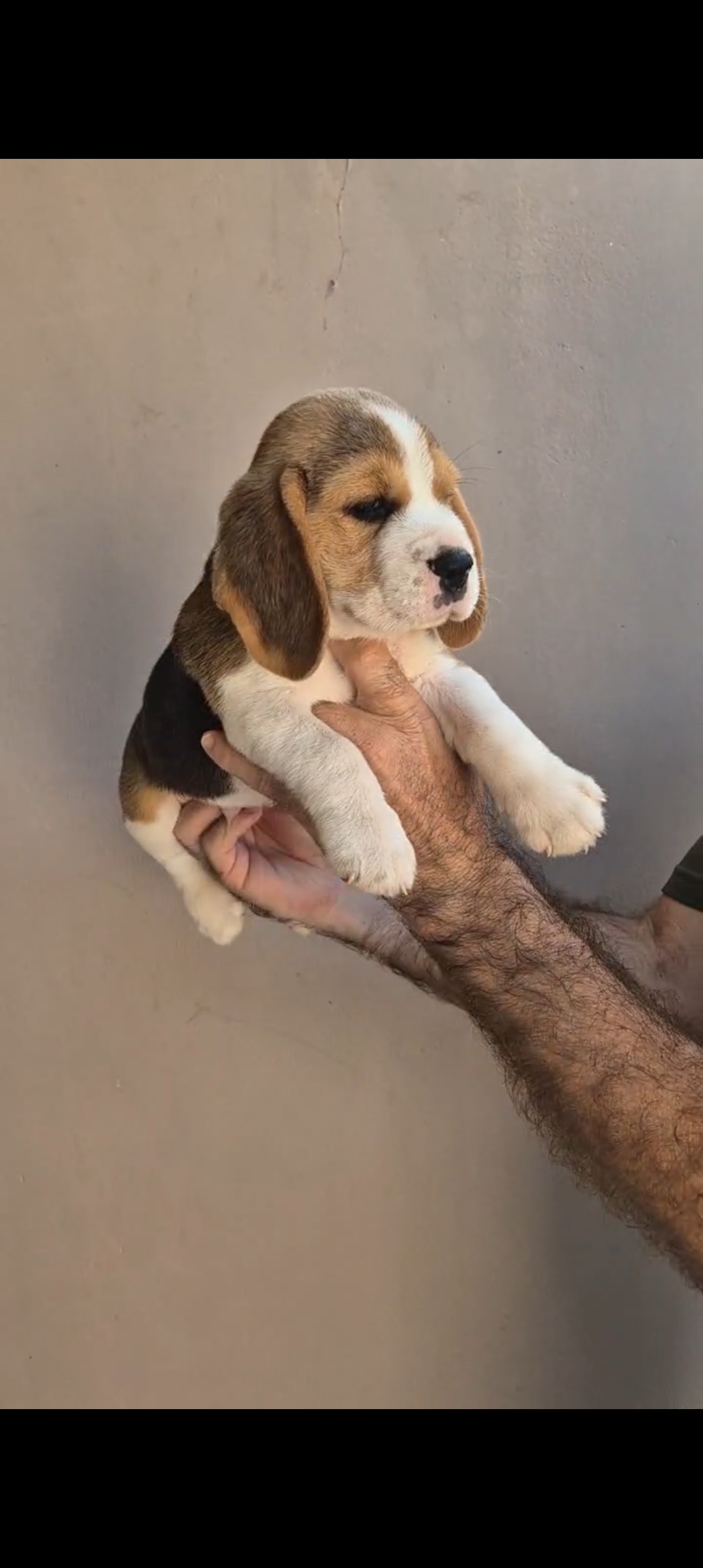 Filhotes Beagles  - Foto 2