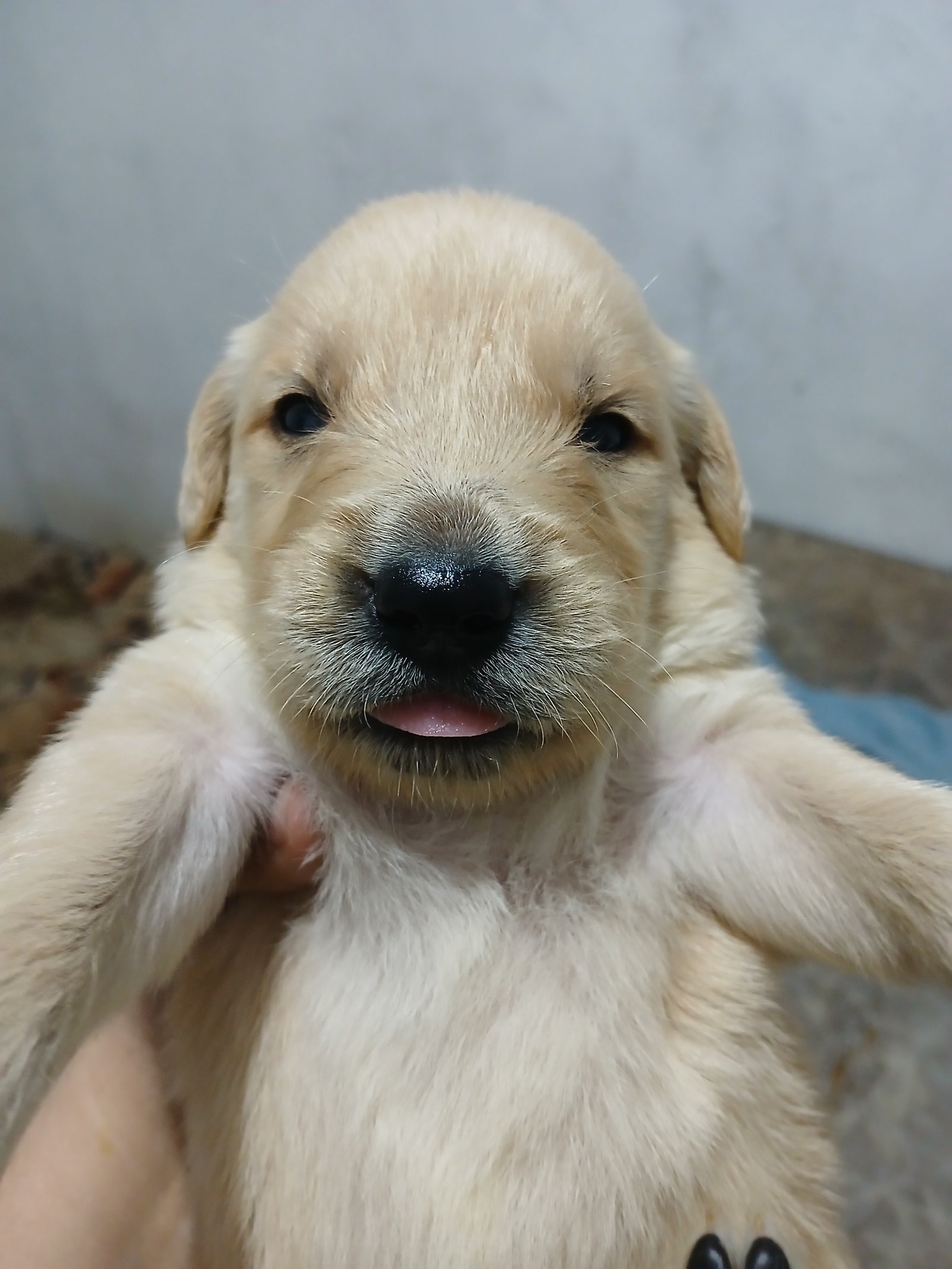 Filhotes de Golden  - Foto 4
