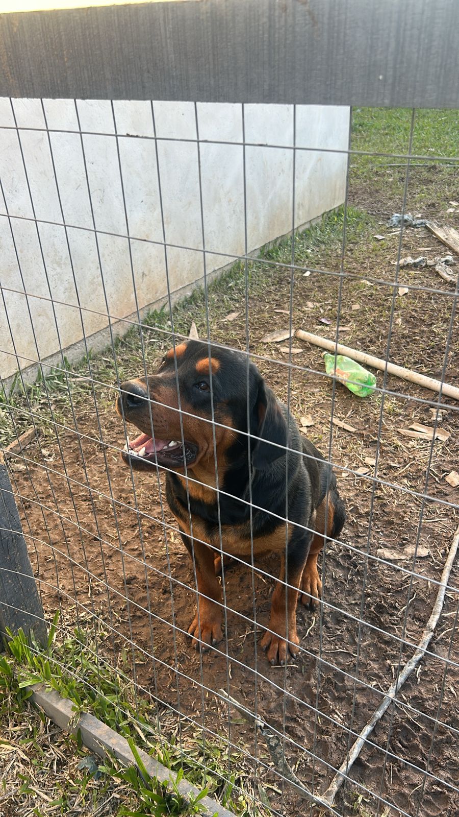 Portal Vendocão Filhotes de Rottweiler  Pelotas
