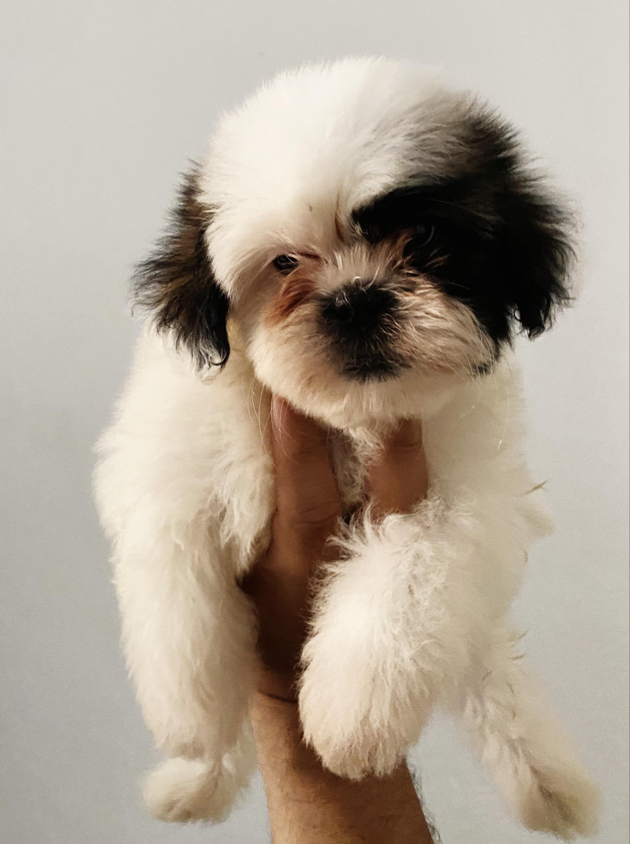Shih tzu - Foto 2