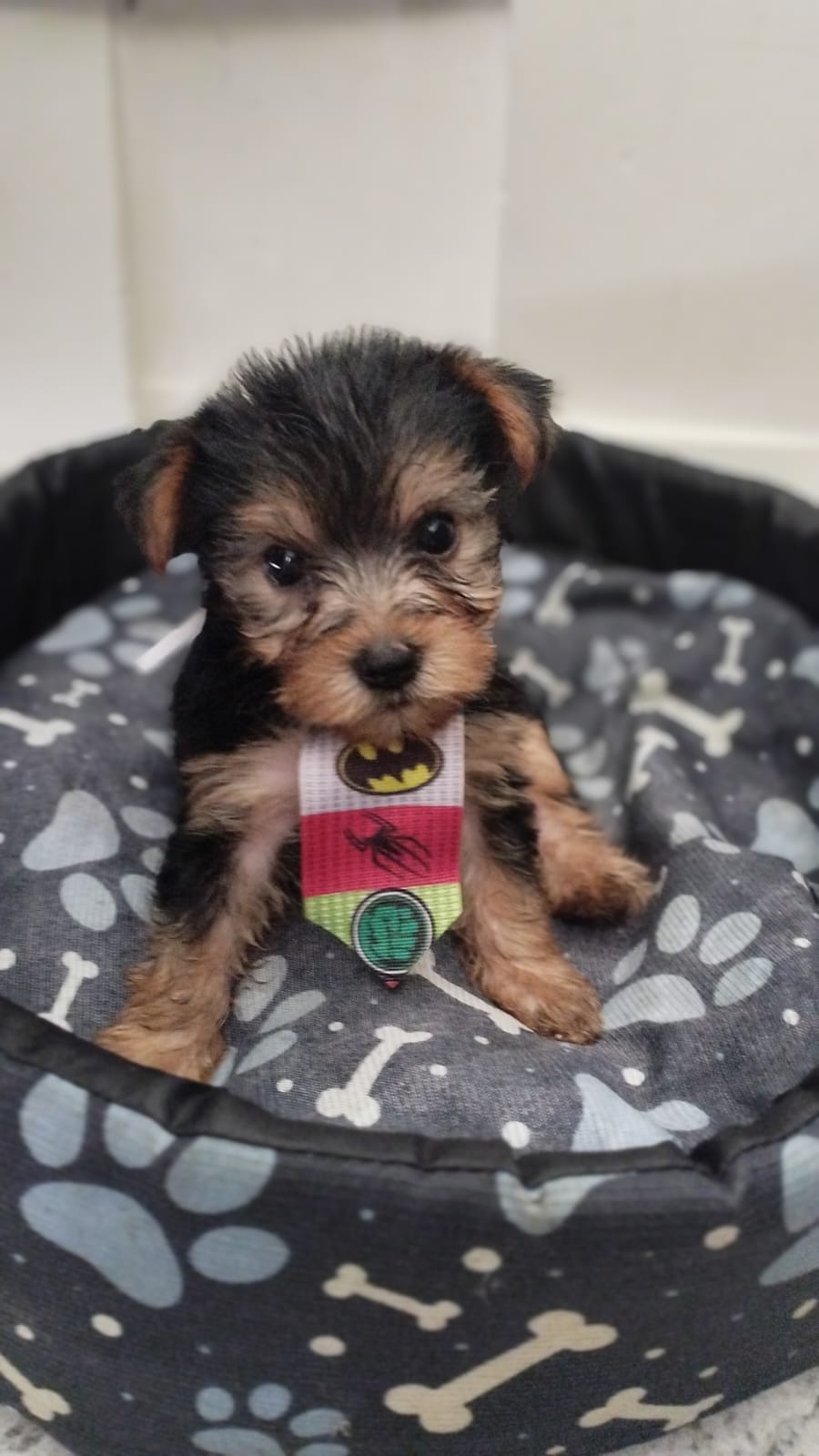 Portal Vendocão Vendo yorkshire Terrier  Rio de Janeiro