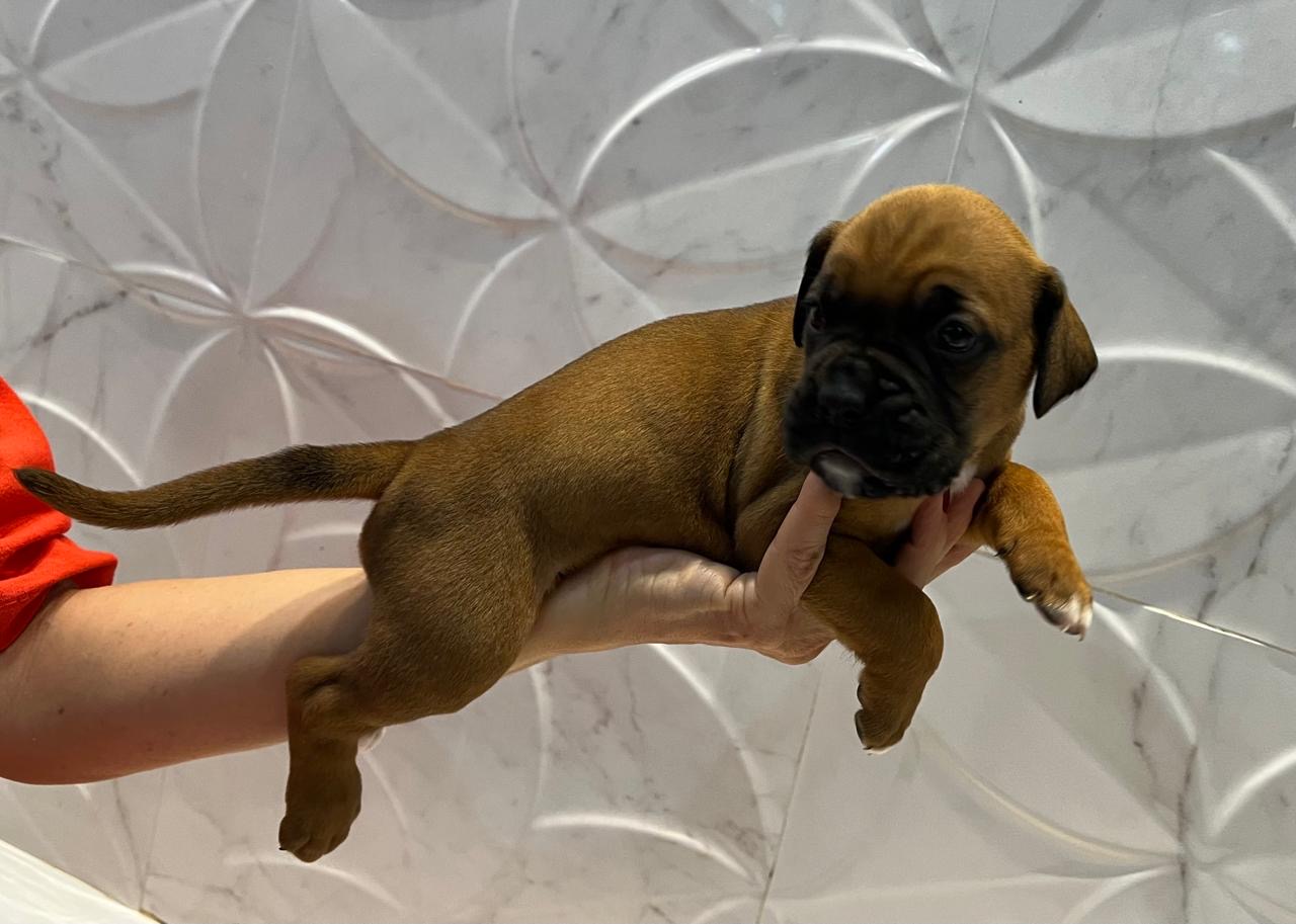 Portal Vendocão Filhotes boxer. São Luís - Ma