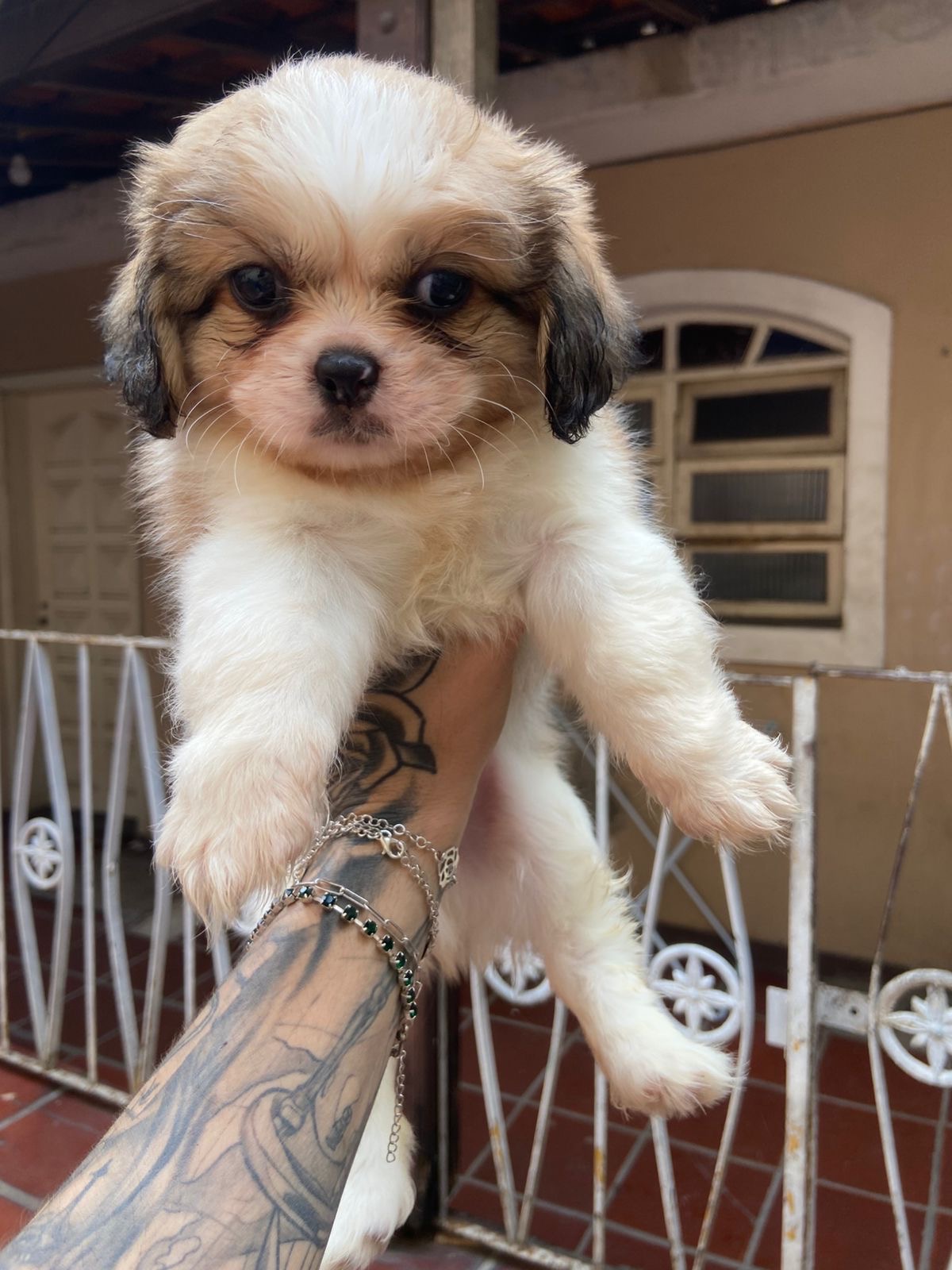 Shih Tzu Smooth Coat - Foto 1