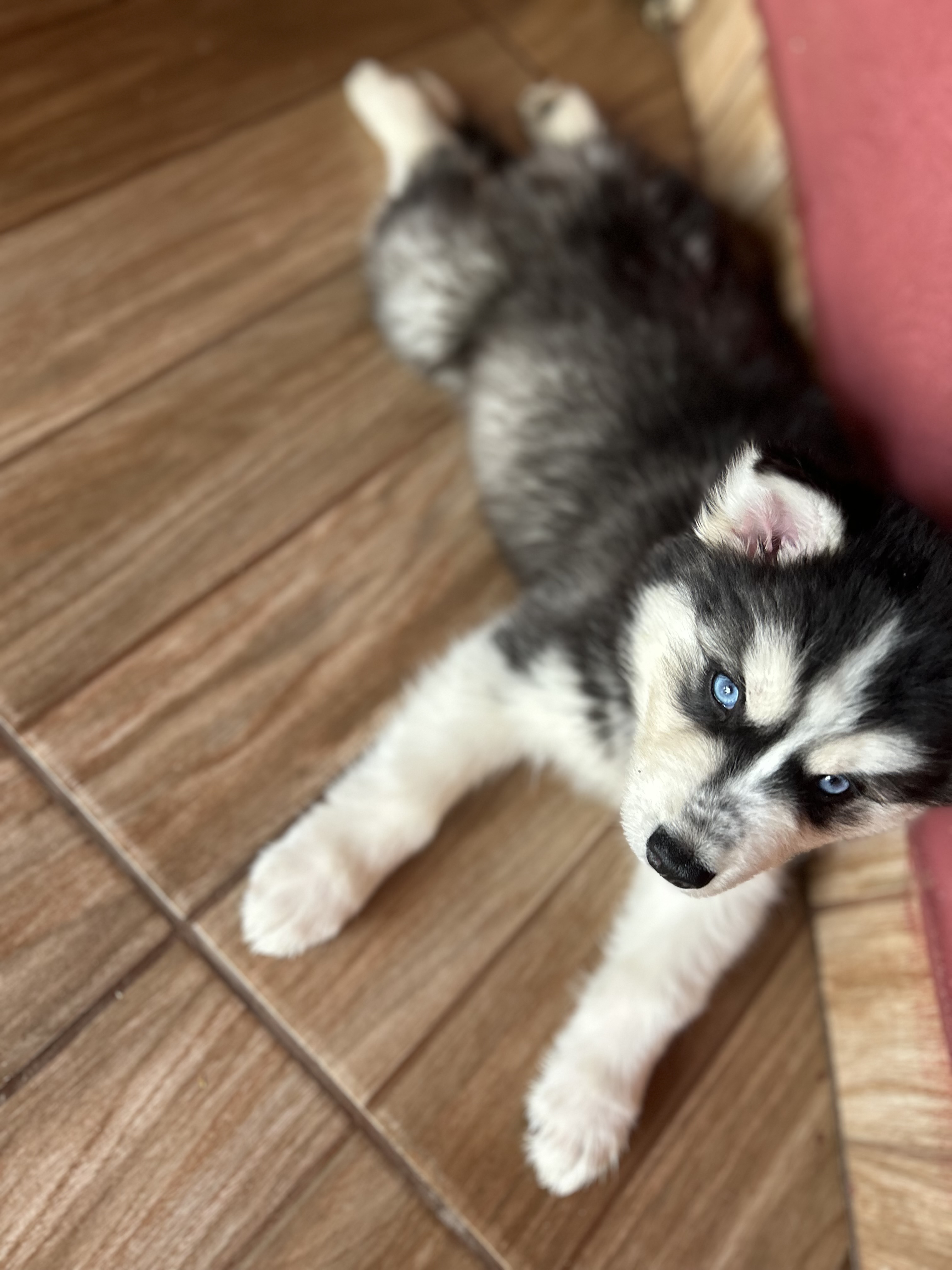 Portal Vendocão Lindos Husky Siberiano  Jundiai