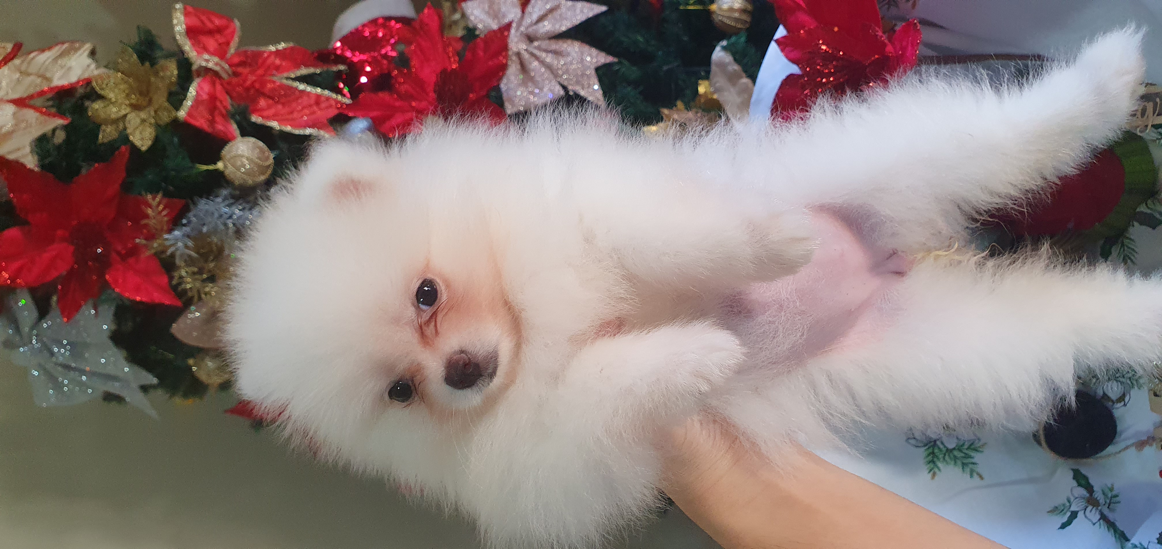 Portal Vendocão Filhotes de Lulu da Pomerânia Branco Anão  São João de Meriti 