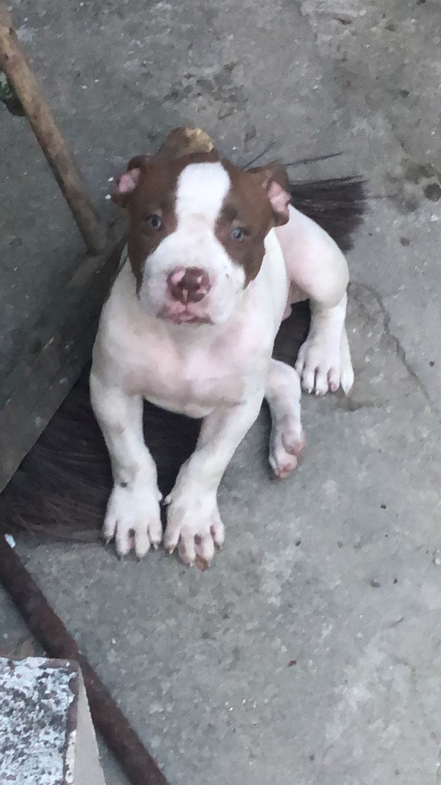 Pitbull monster - Foto 2