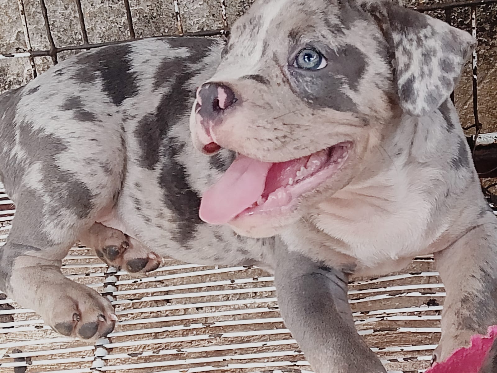 Portal Vendocão Filhote American Bully Eusébio