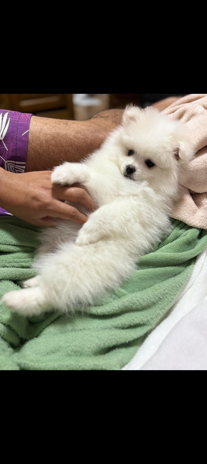 Portal Vendocão Cachorro , lula da Pomerânia , Spitz alemão . Embu das artes 