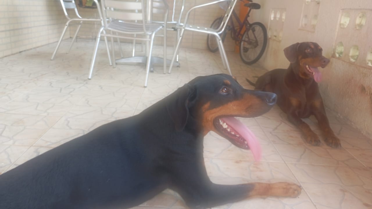 Portal Vendocão Vendo filhote de doberman Nossa Senhora do Socorro