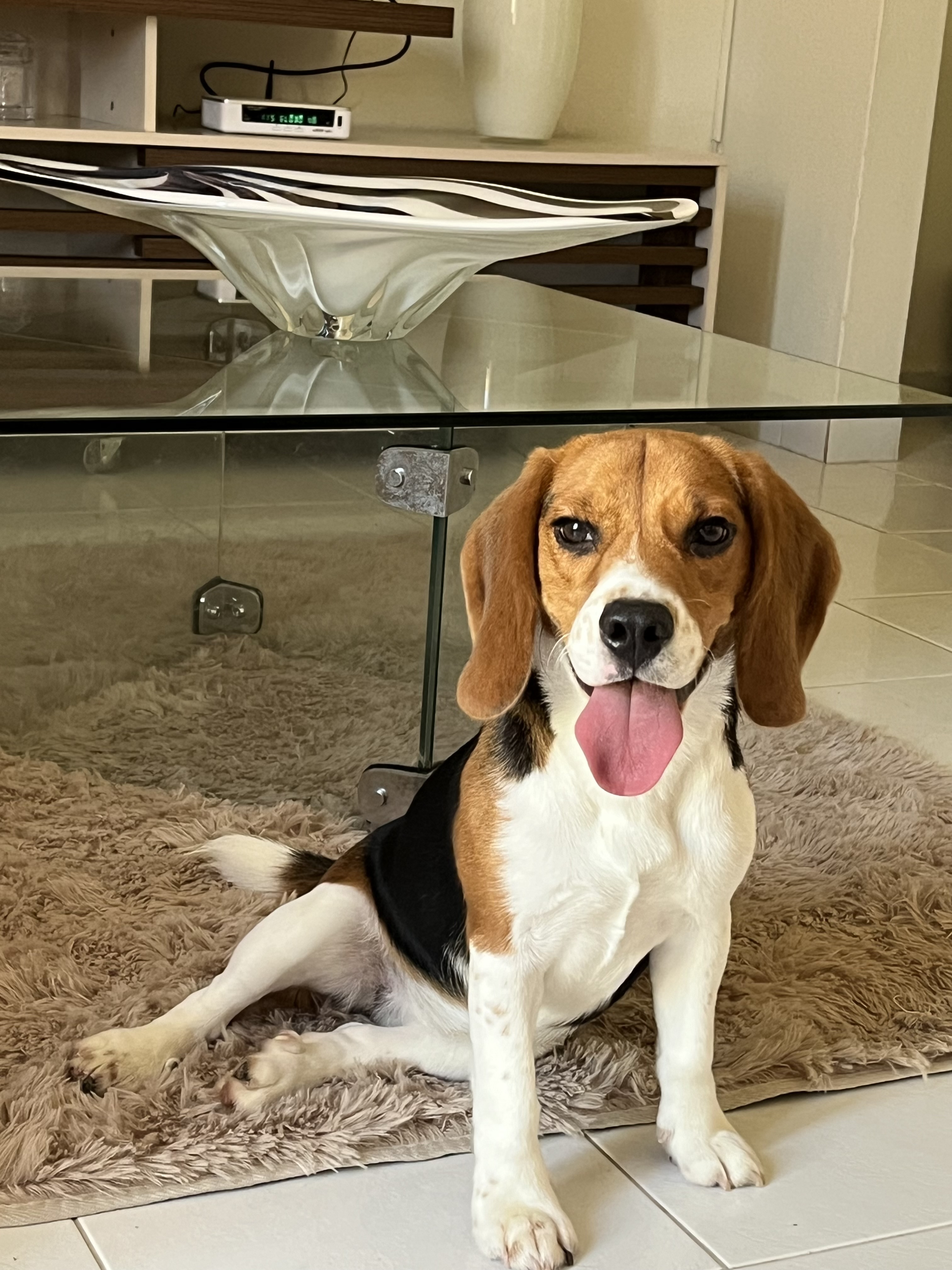 Portal Vendocão Beagle  Belo Jardim 
