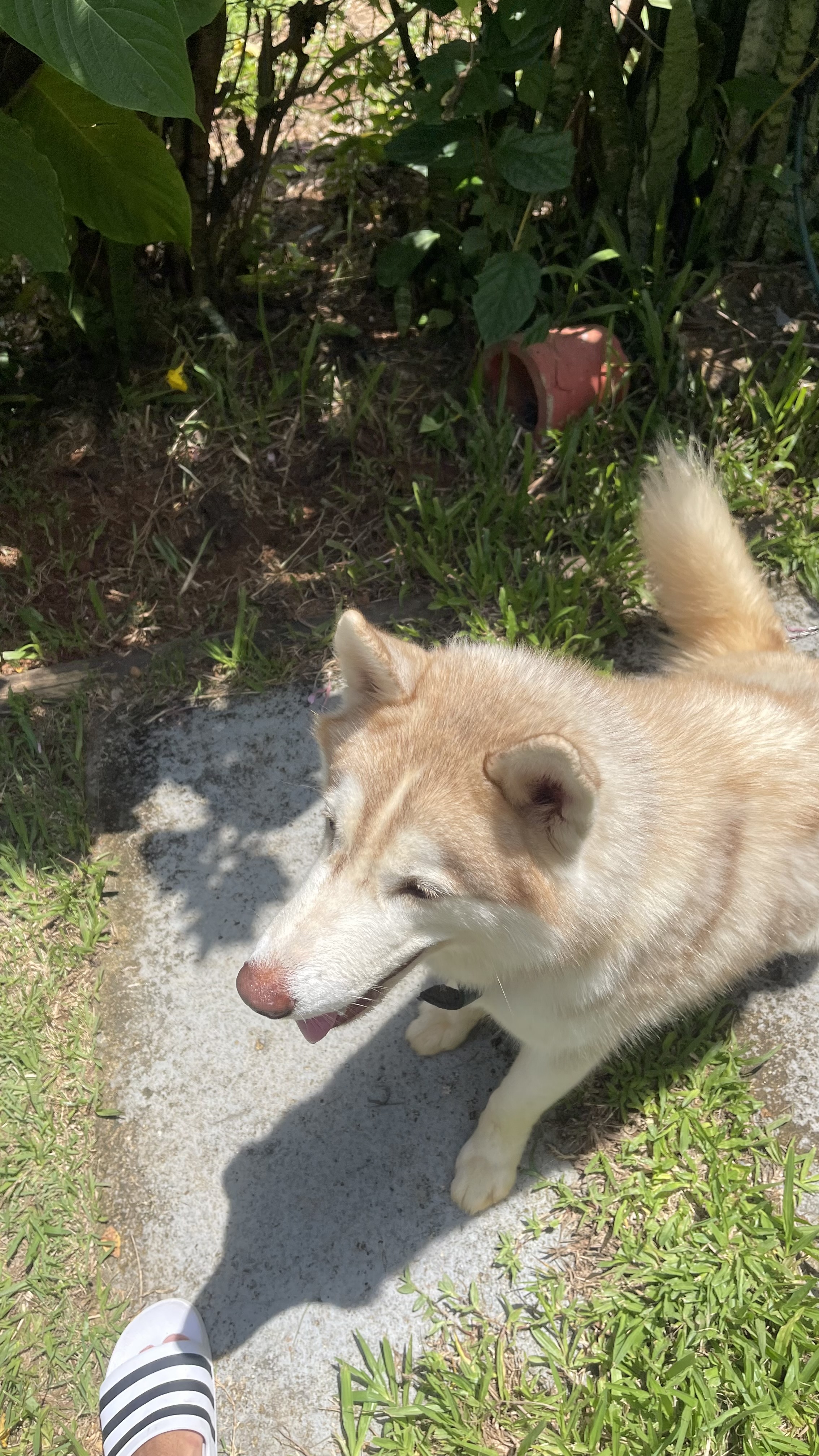 Husky Siberiano  - Foto 2