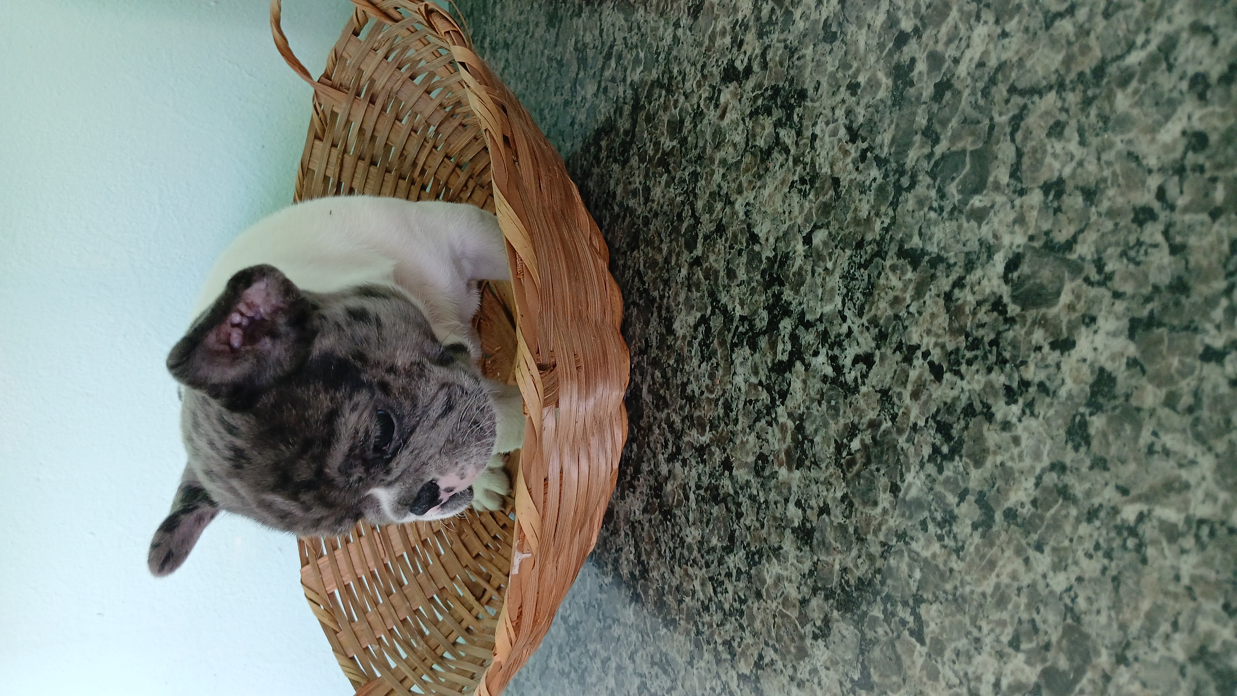 Portal Vendocão Bulldog Francês merle  Rio de Janeiro
