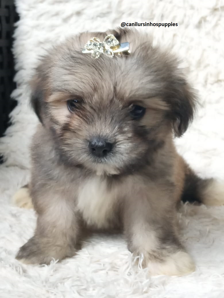 Portal Vendocão lhasa apso garanta hoje seu bebe #canilursinhospuppies  são paulo