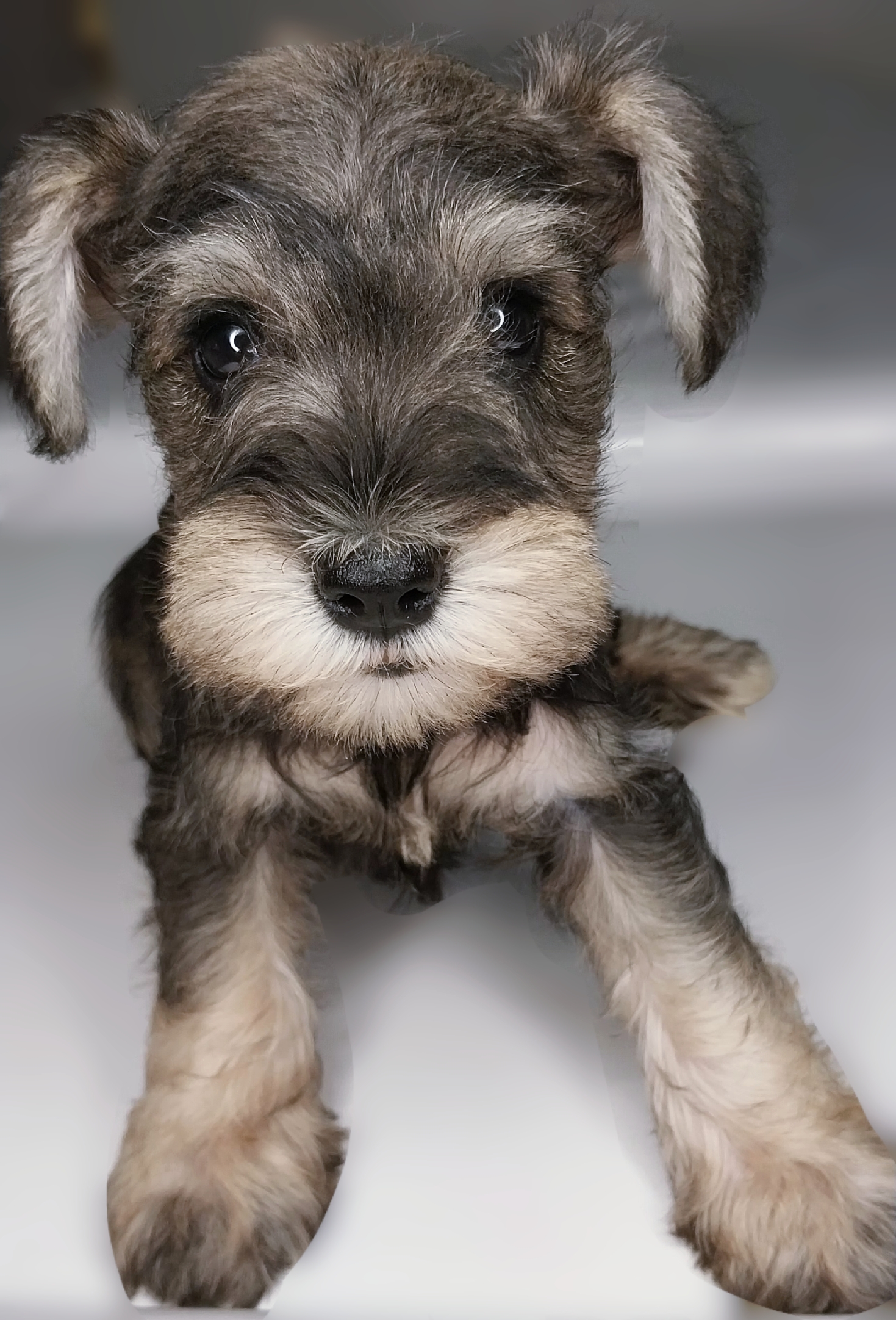 SCHNAUZER MINIATURA MACHO- SAL E PIMENTA 