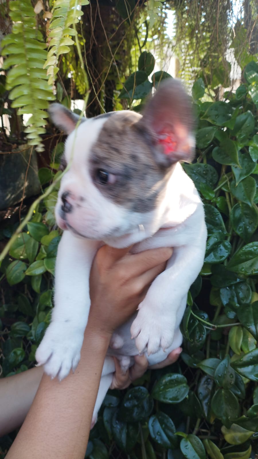 Buldogue francês  - Foto 1