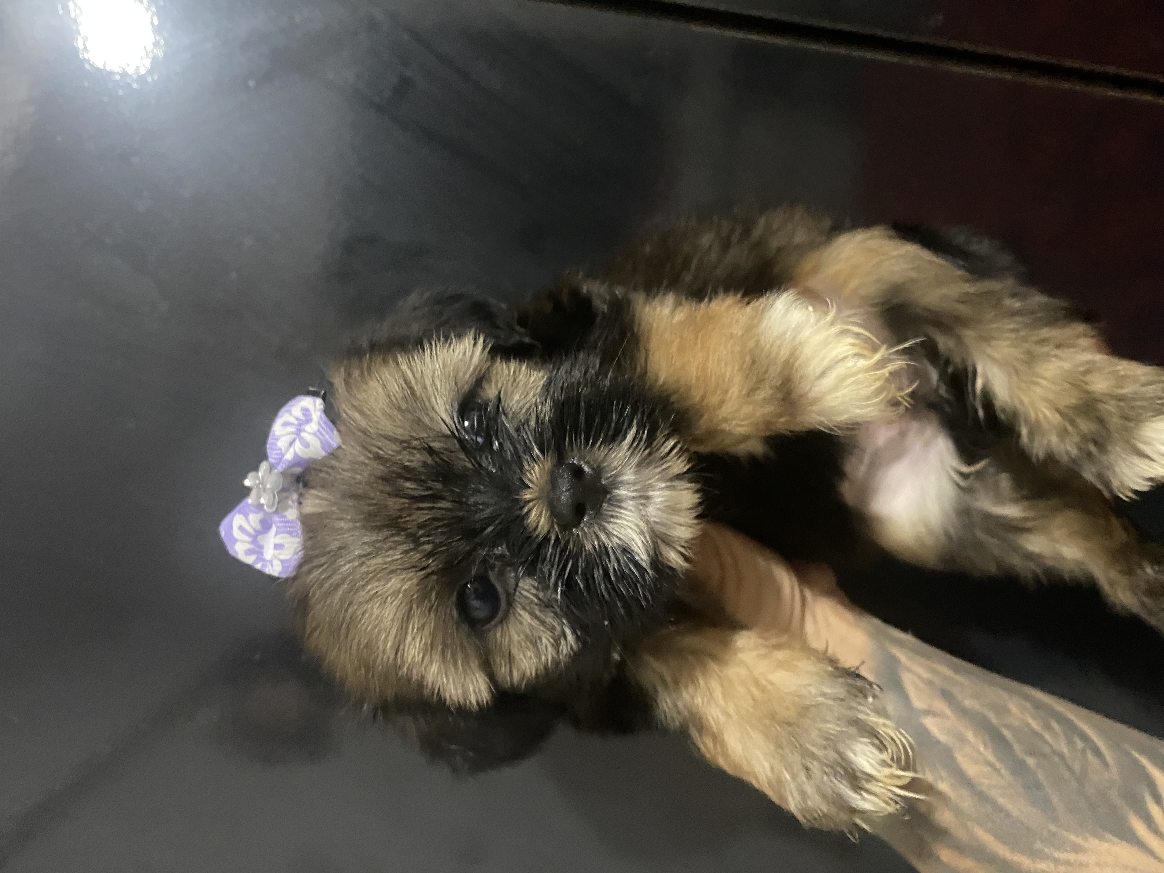 Portal Vendocão Vendo filhotes shitzu+york =Shorkie  Salvador 