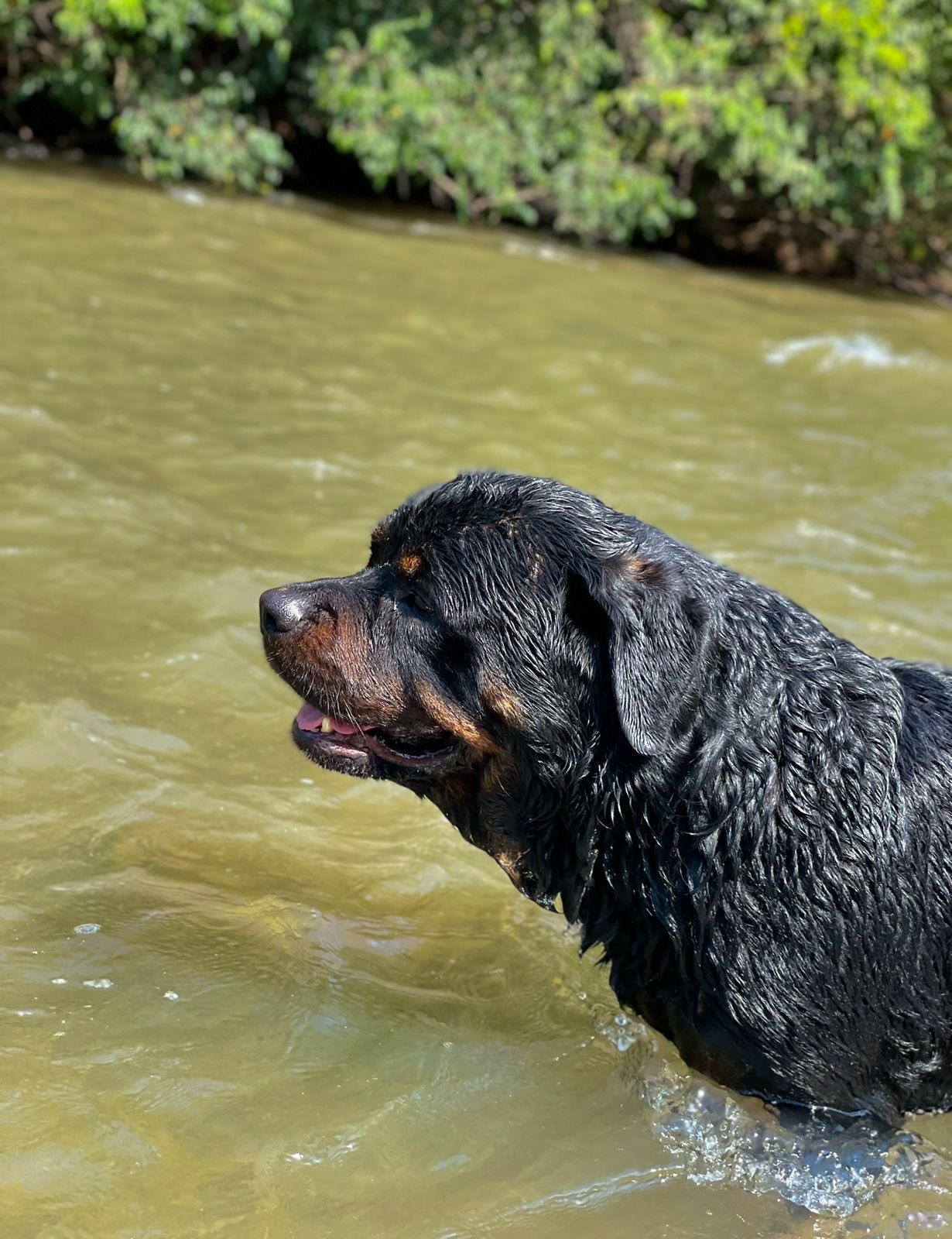 filhotes de Rottweiler Campo Grande 