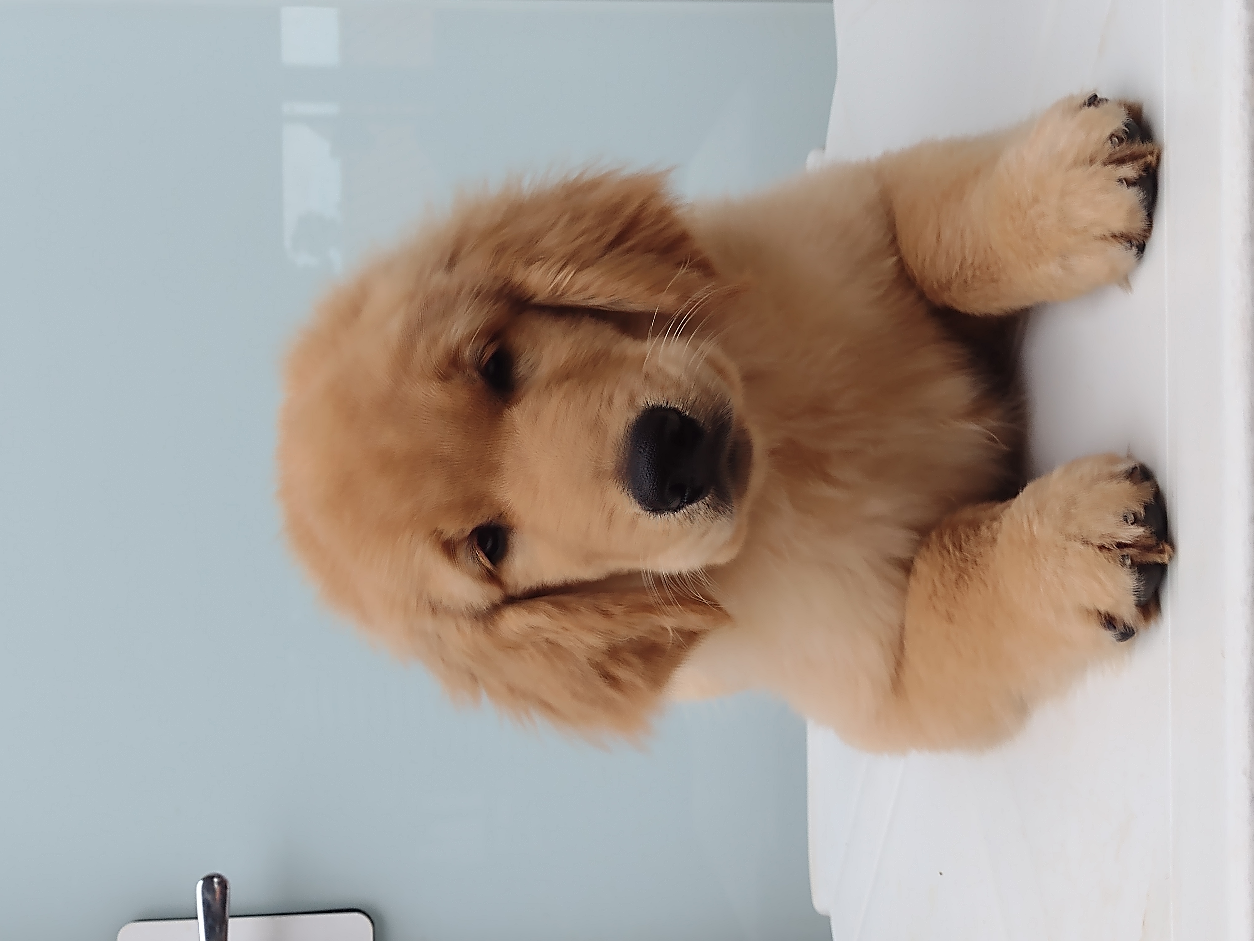 Portal Vendocão Filhotes Golden Retriever de uma genética maravilhosa  Limeira SP