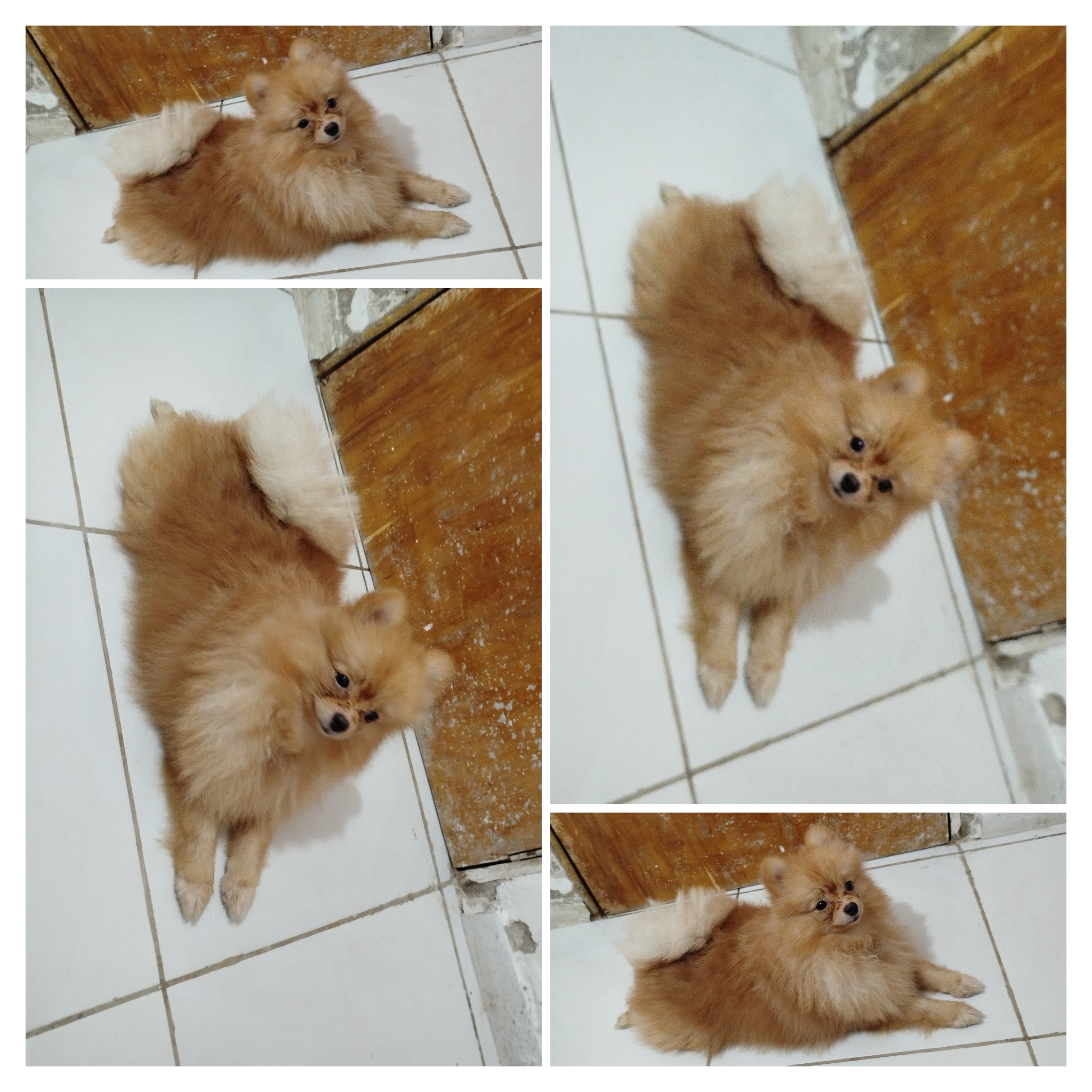 Padeadro macho Spitz alemão  - Foto 3