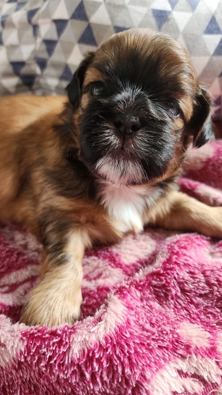 Filhotes Shih Tzu Cores lindas e raras - Foto 3
