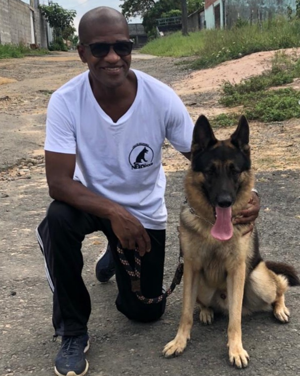 Portal Vendocão Filhotes de pastor alemão com pedigree  Salvador