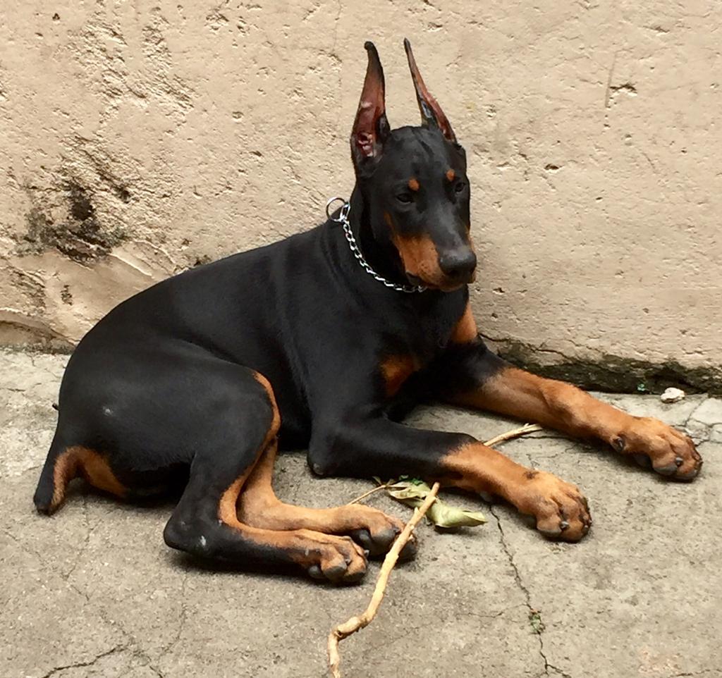 Portal Vendocão Belos Filhotes Dobermann Sorocaba