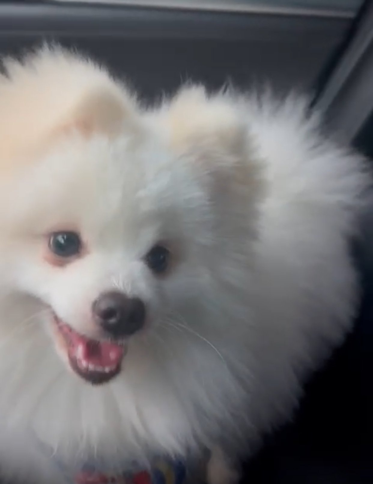 Lulu da pomerânio  - Foto 2