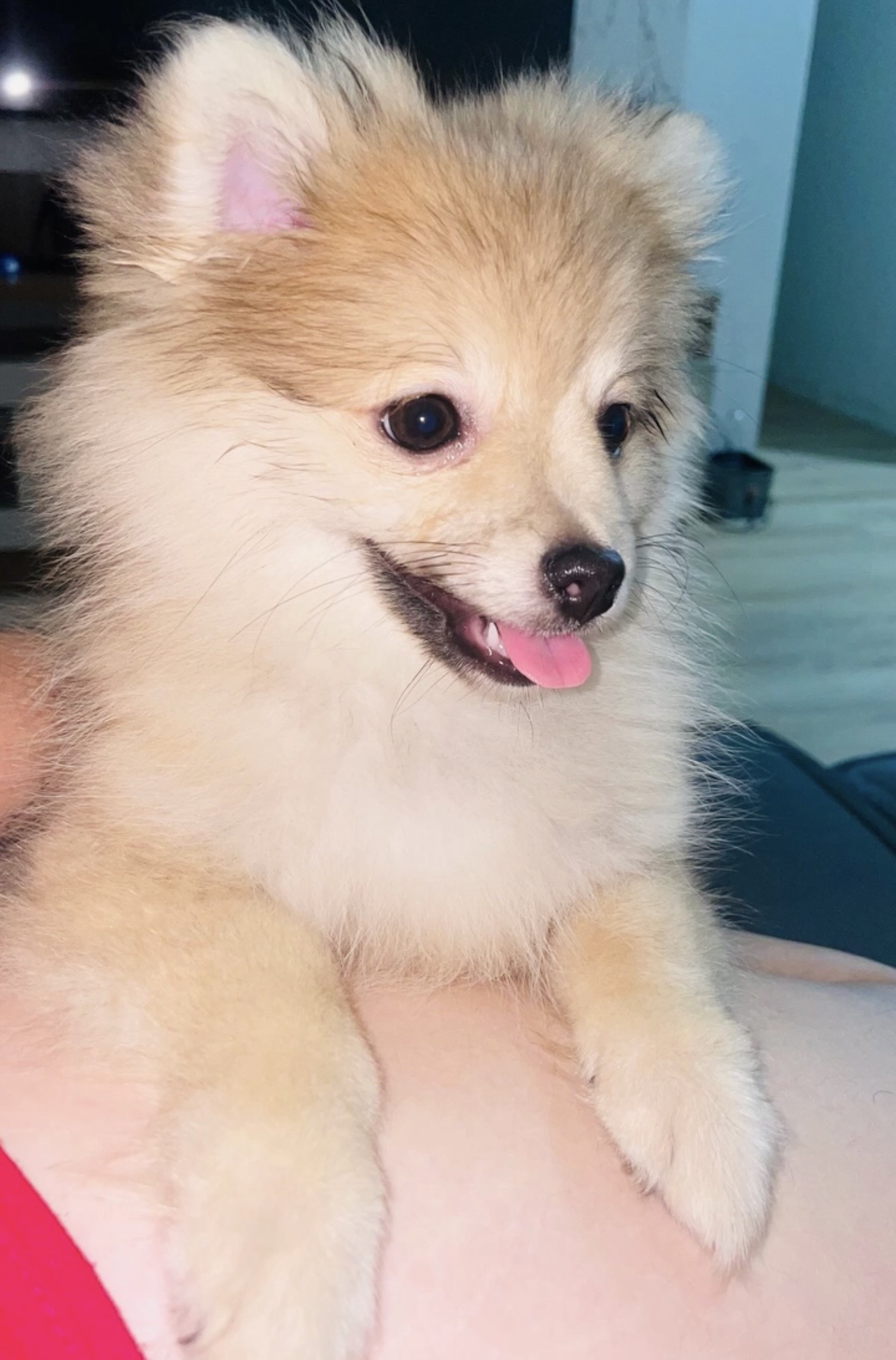Lulu da Pomerânia fêmea 4 meses 