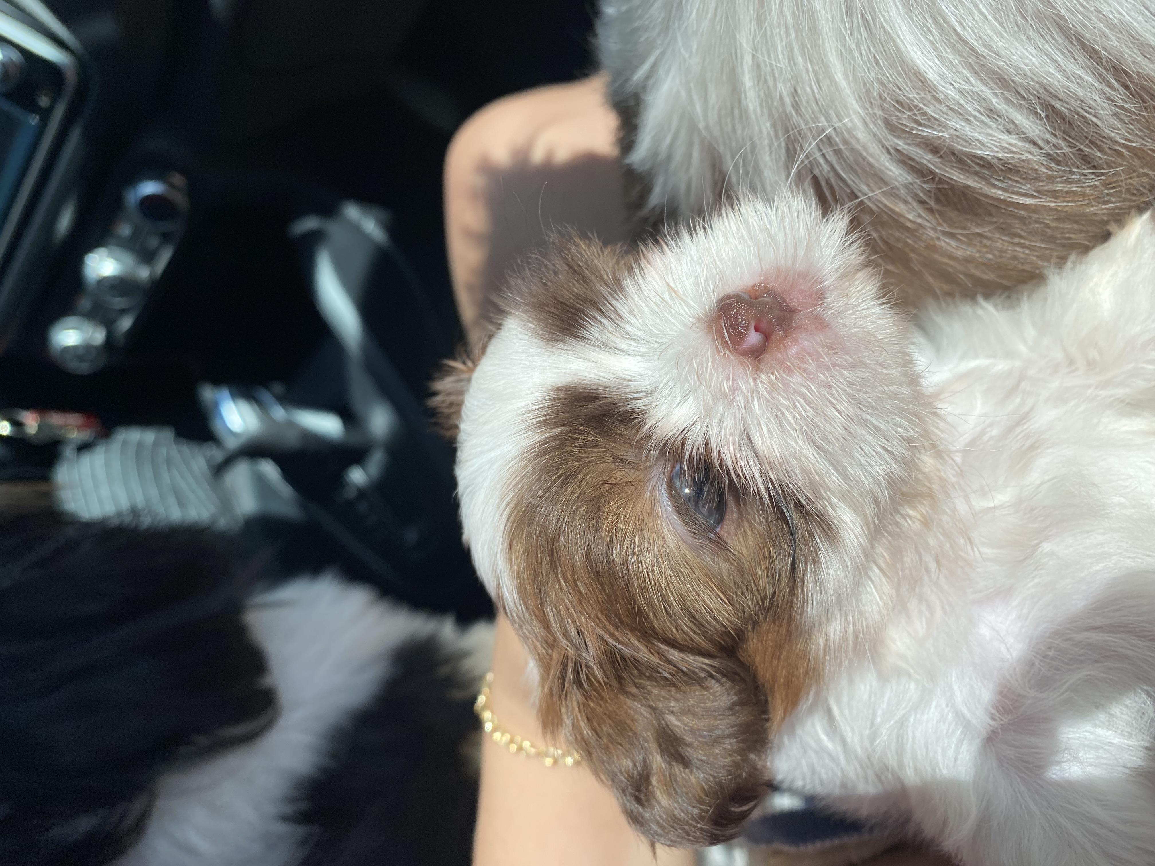 Portal Vendocão Vendo filhote de shih tzu Teresina