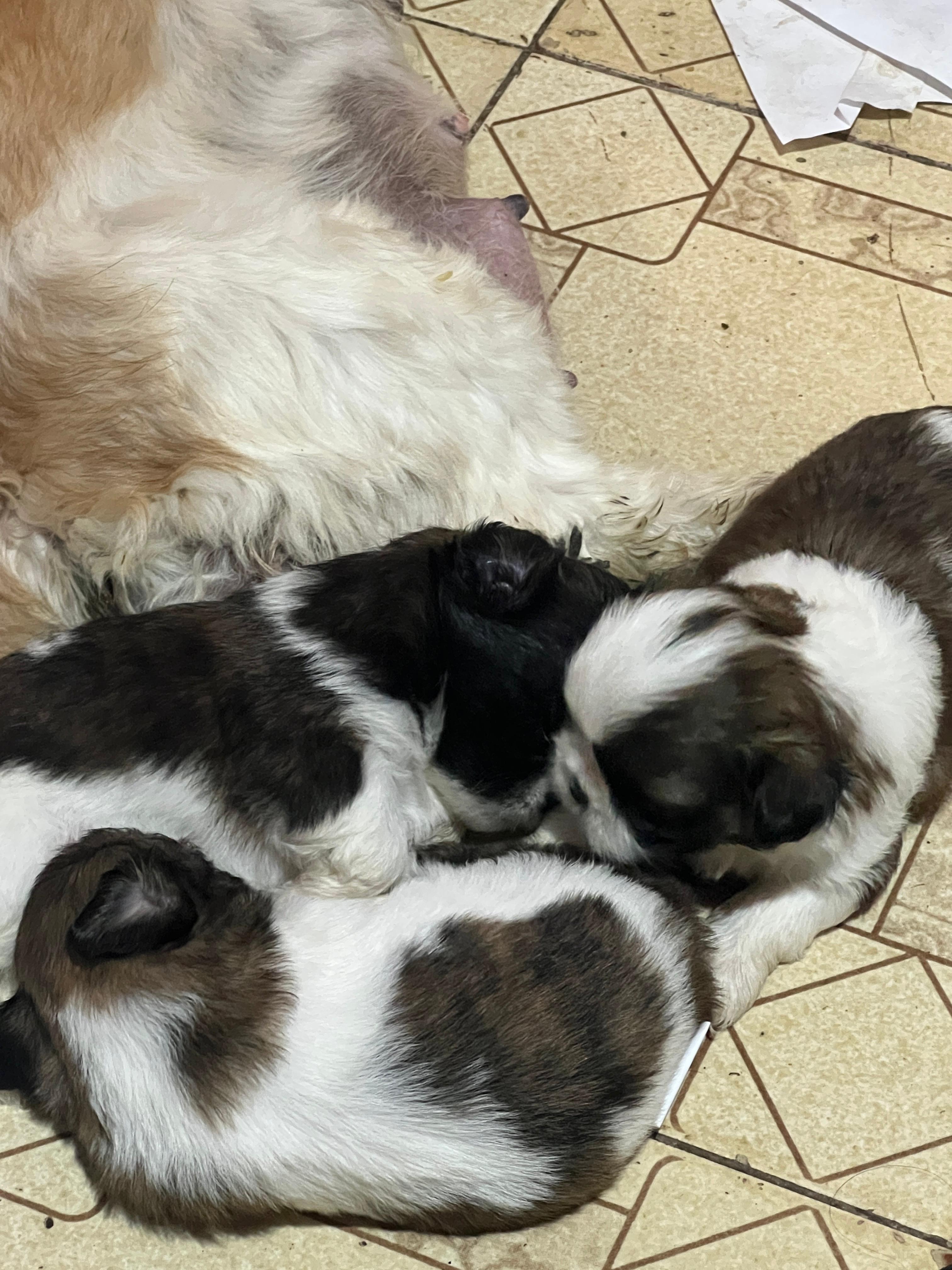 Vendo shih tzu filhote  - Foto 1