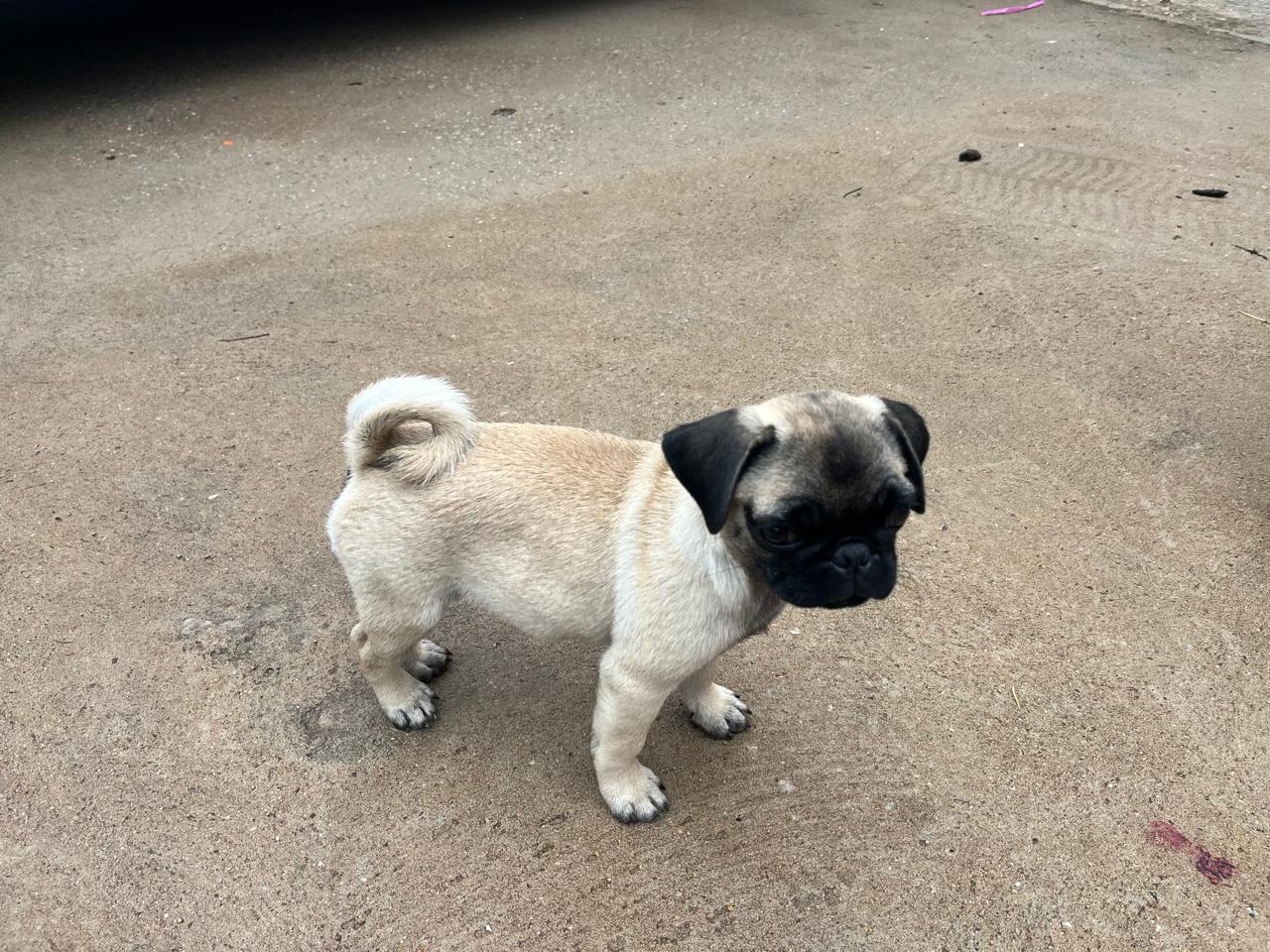 Portal Vendocão PUG FÊMEA  Cuiabá