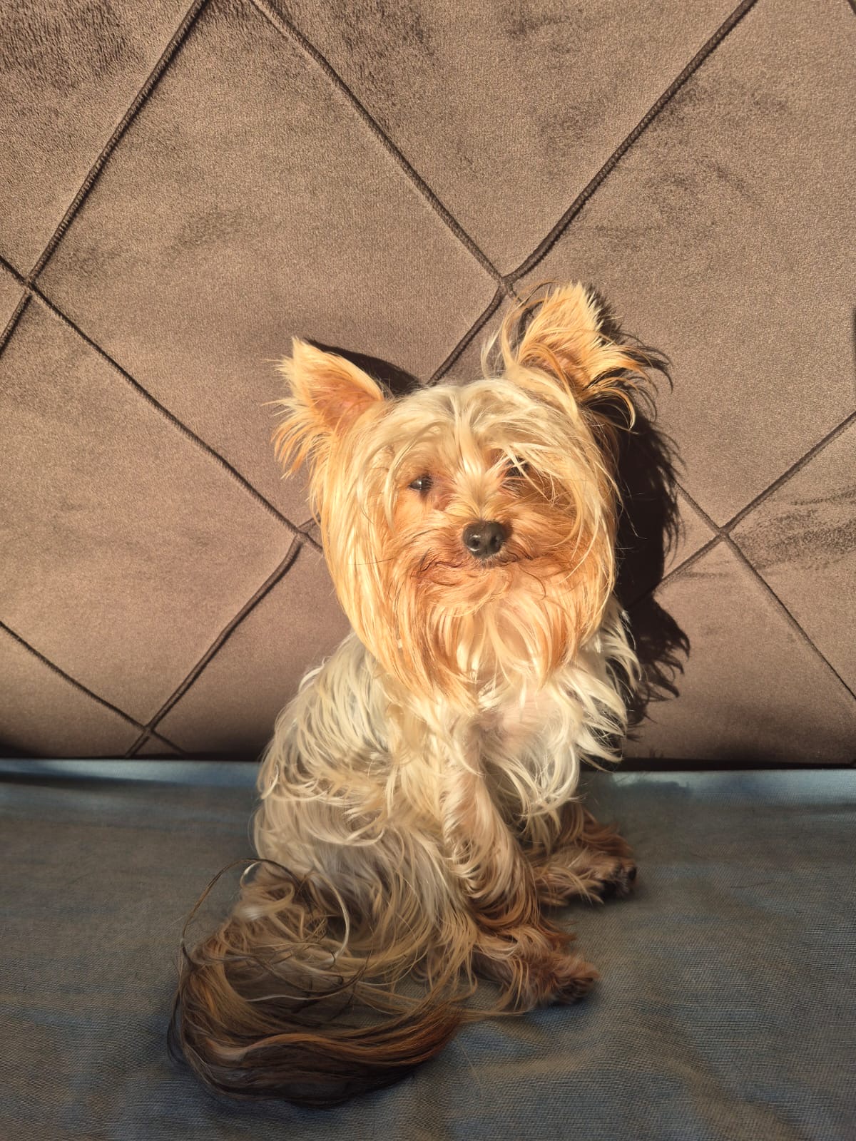 Portal Vendocão Filhotes Yorkshire  Porto Alegre