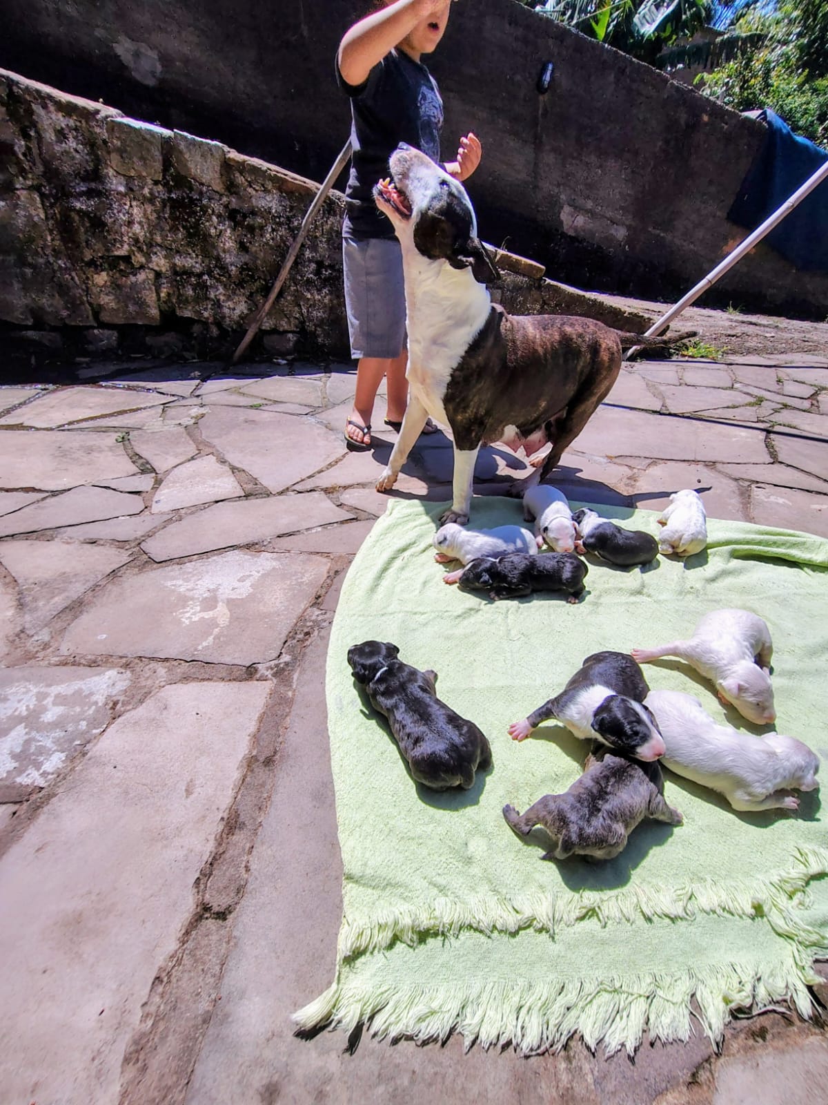 Portal Vendocão Filhotes bulterrie tops! Porto Alegre 