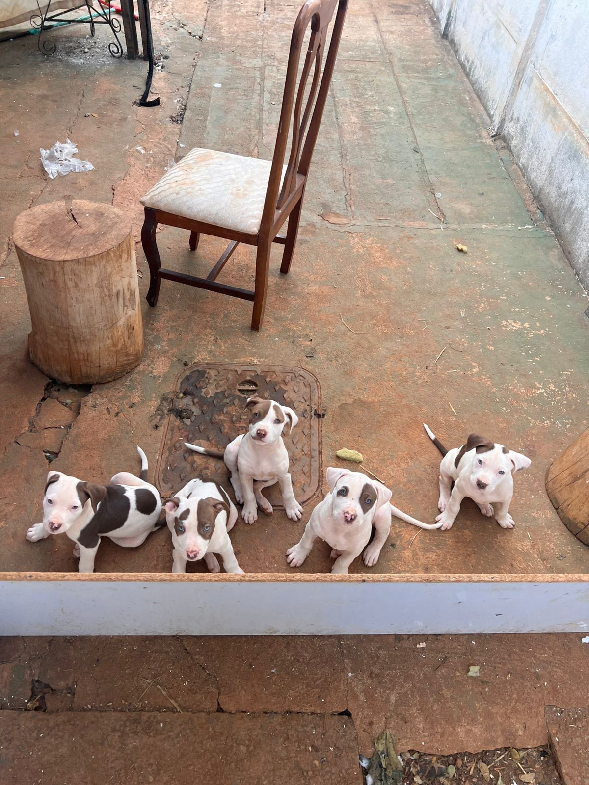 FILHOTE DE PIT BULL - Foto 5