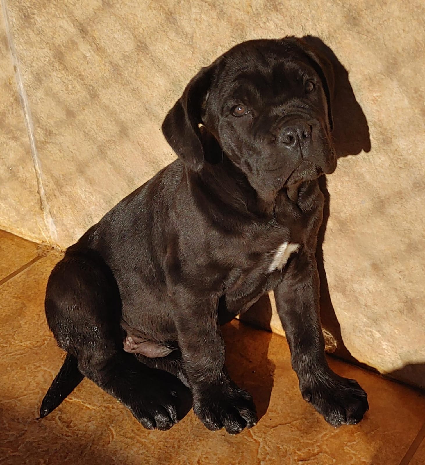 Portal Vendocão Filhote de cane corso italiano com pedigree Brasília