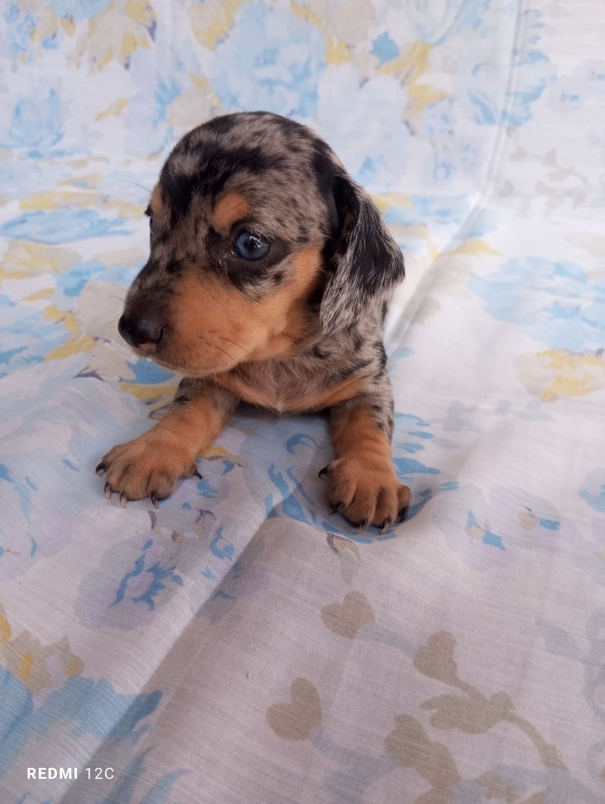 Portal Vendocão Basset daschunhd macho é fêmea  Ribeirão Preto 