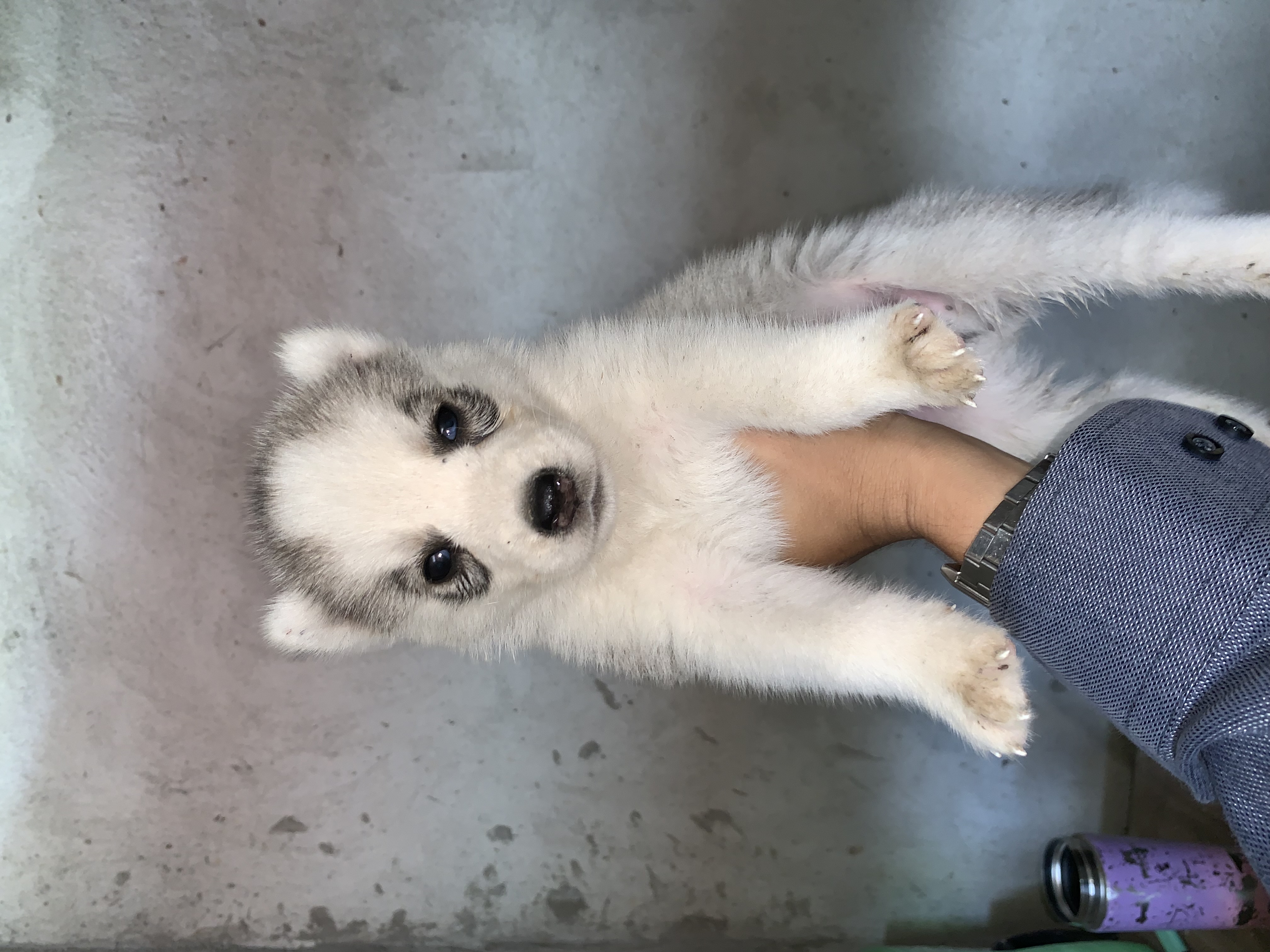 Vendo husky filhote - Foto 5