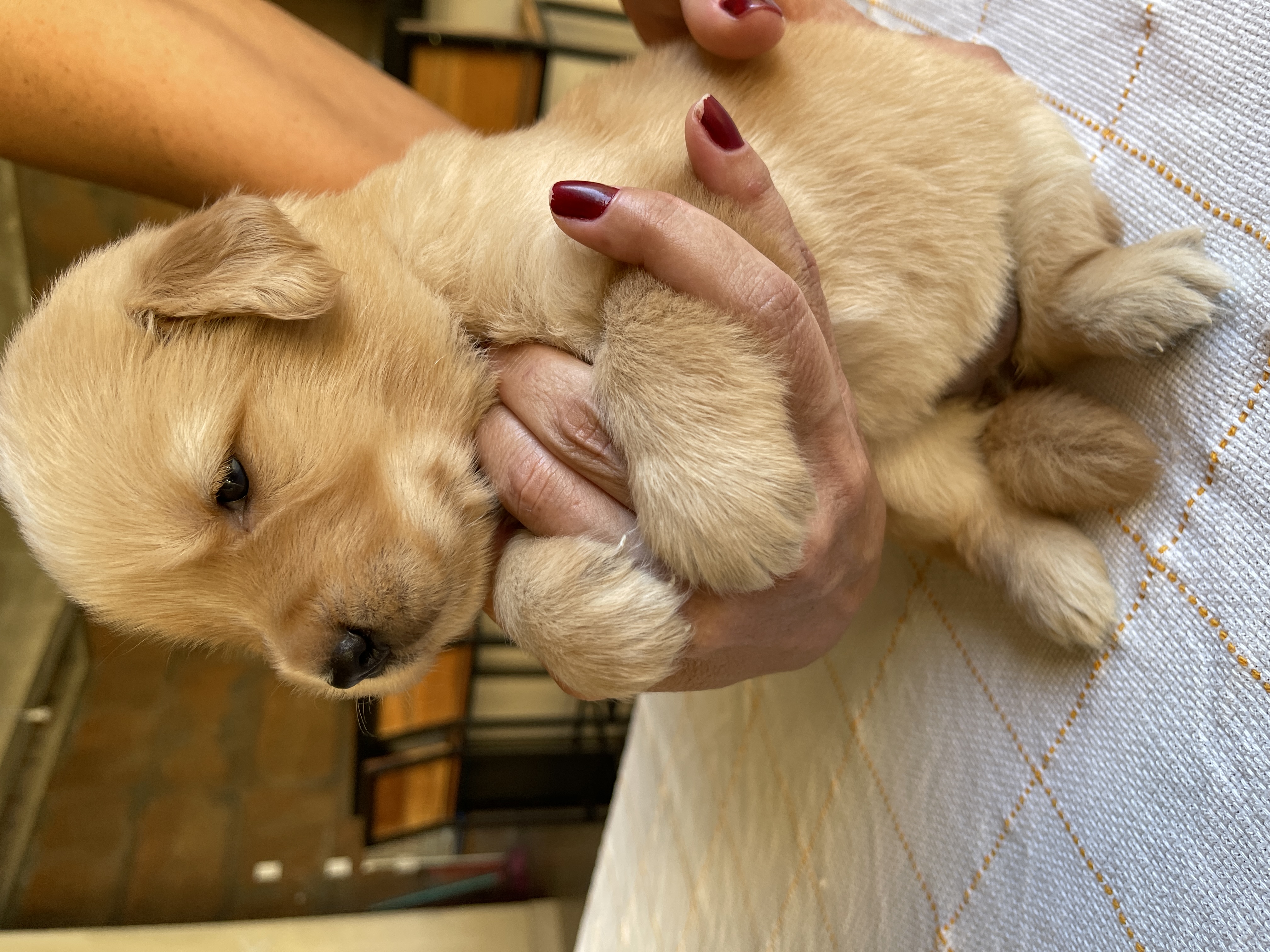Portal Vendocão Filhotes de Golden Retriever  Belo Horizonte