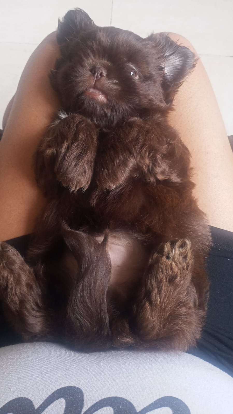 Shih tzu - Foto 1