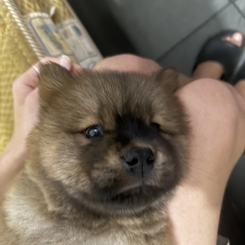 Linda bebezinha Chow Chow - Foto 4