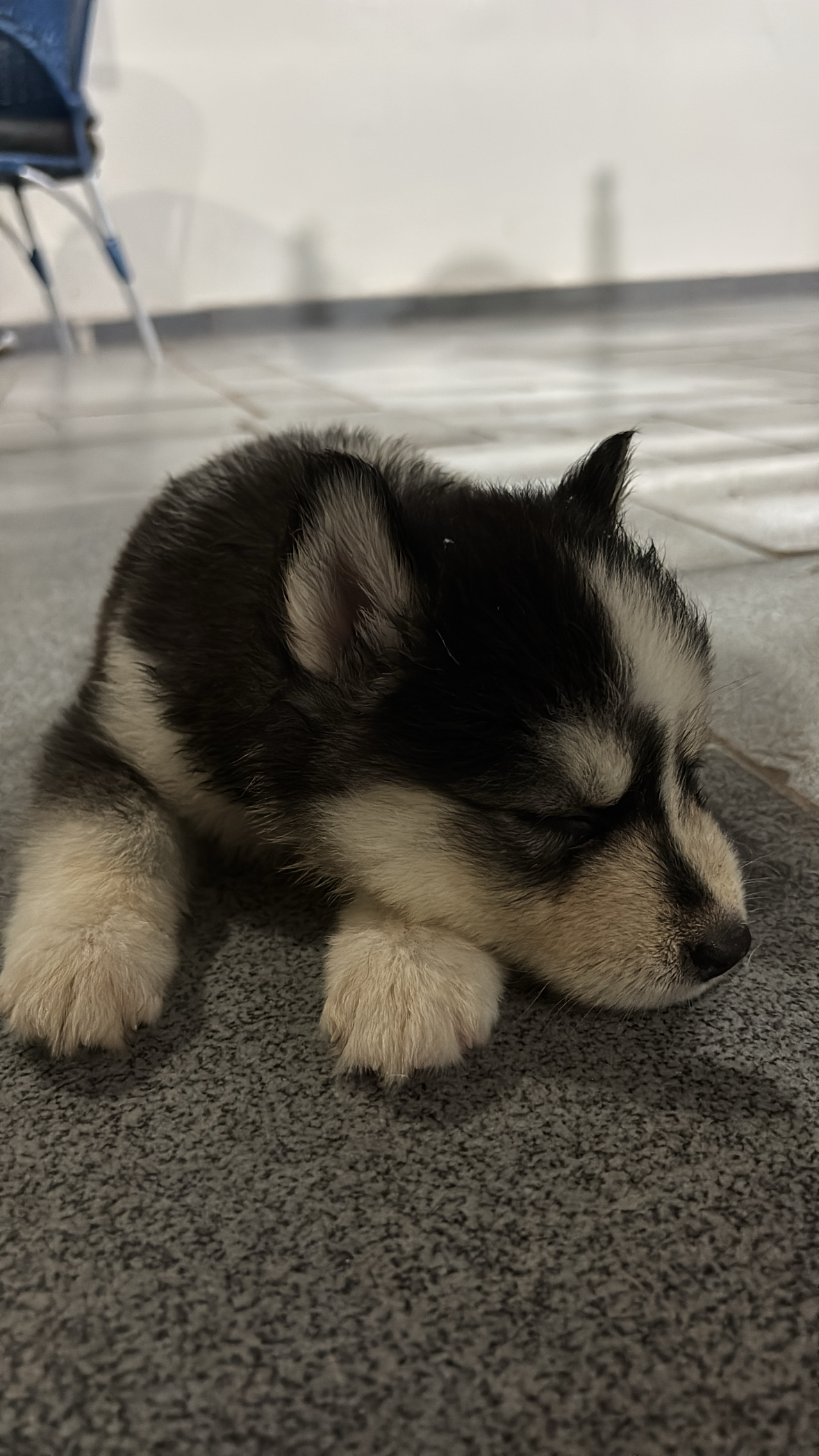 Portal Vendocão Husky siberiano- fêmea 40 dias Ananideua 