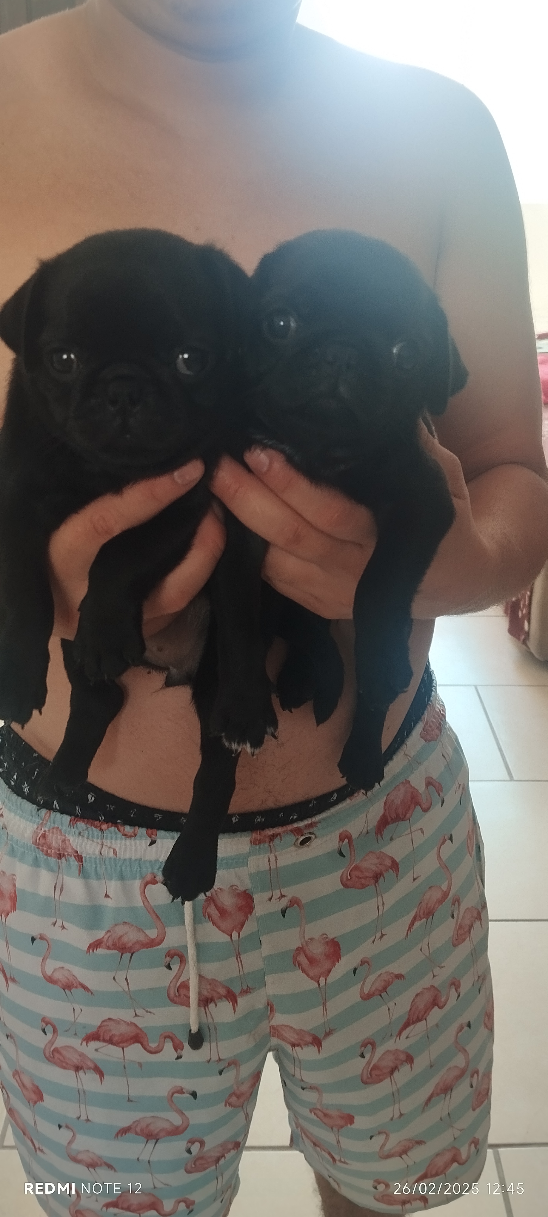 Portal Vendocão Pug fêmea  Blumenau 