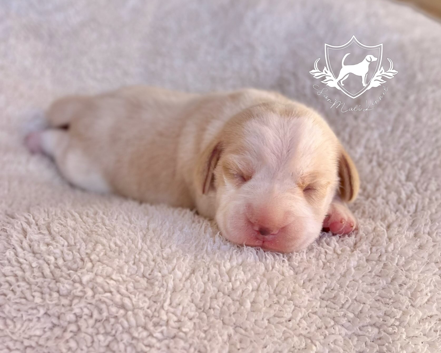 Beagle - Foto 3