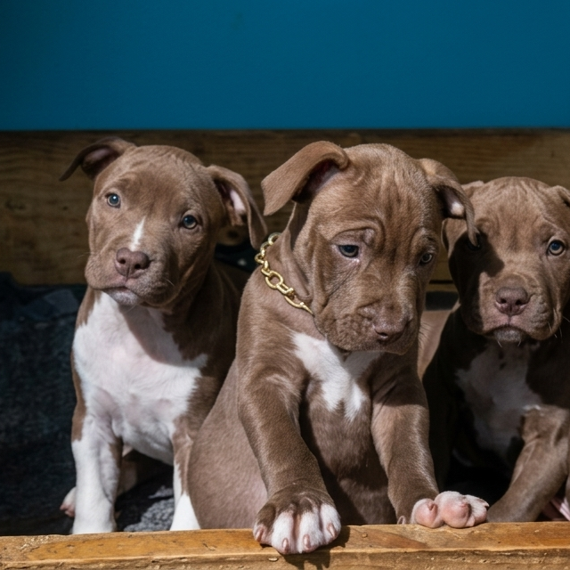 Lindos filhotes de pit bull com olhos azuis
