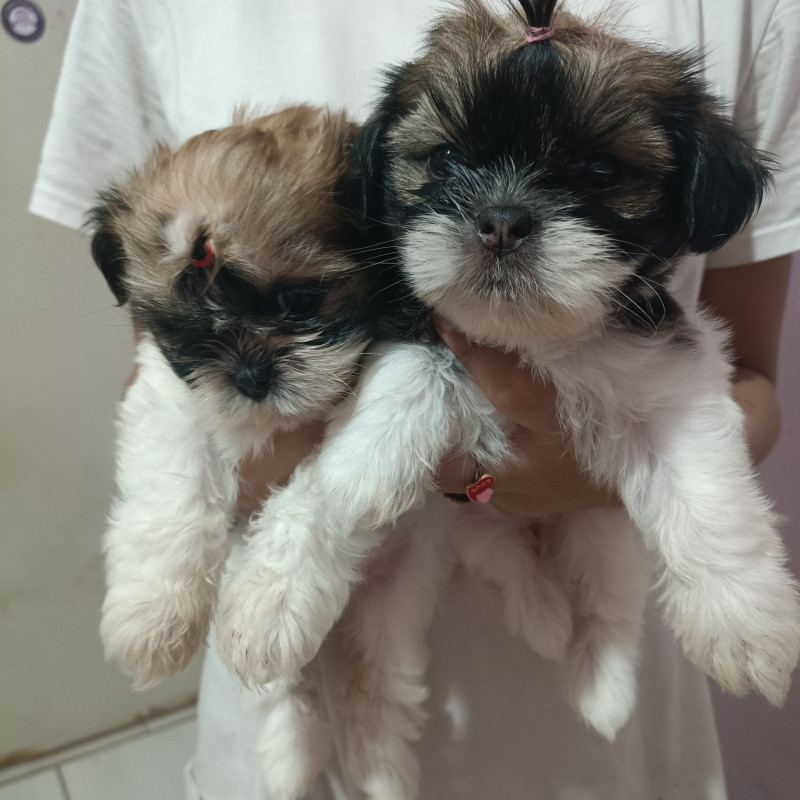 Vendo duas filhotes de Shitzu - Foto 1