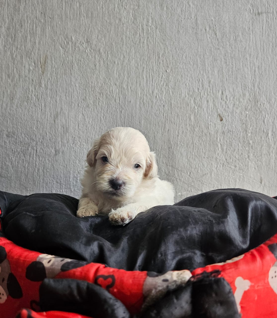 Vende-se lindos filhotes poodle - Foto 2