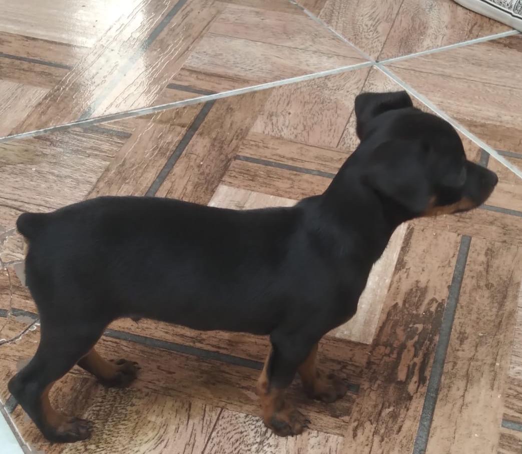 Pinscher  - Foto 1
