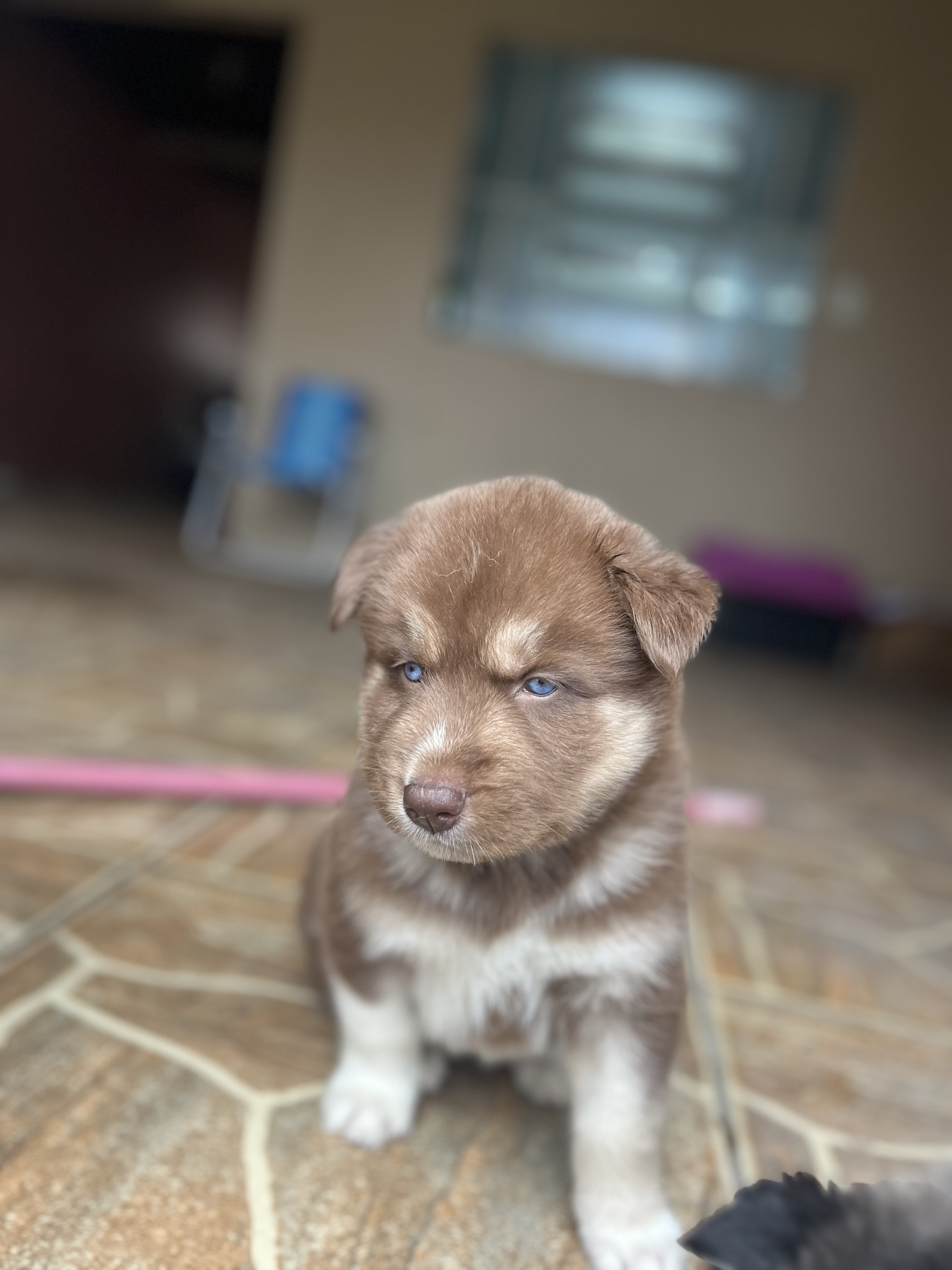 Vendo husky siberiano  - Foto 4
