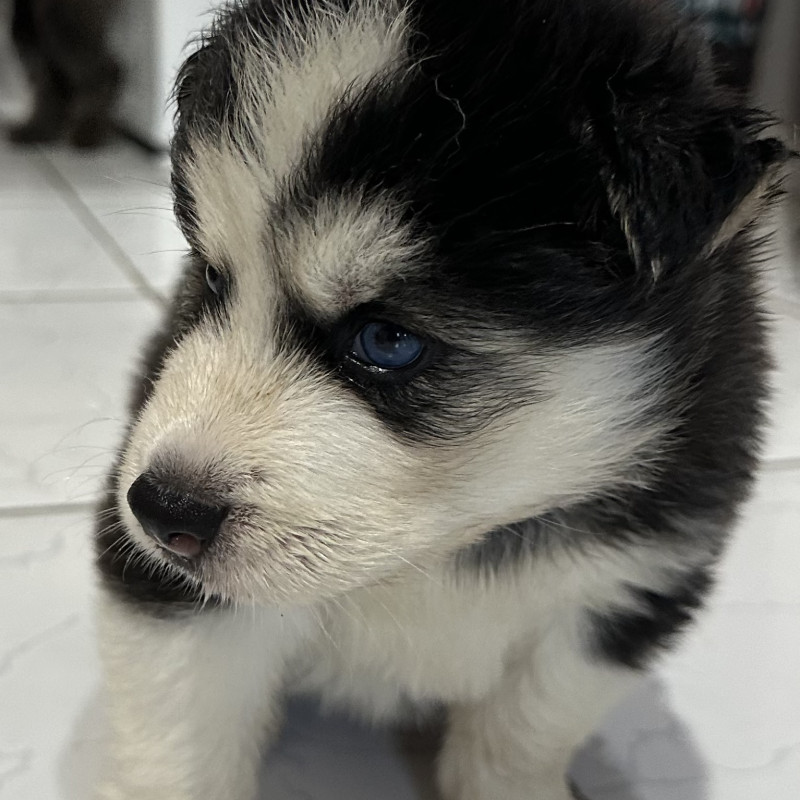 FILHOTES DE HUSKY SIBERIANO MACHOS - Foto 3