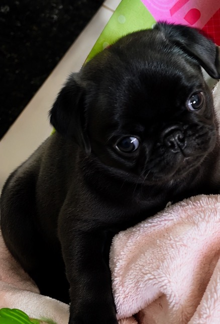 Vende-se pug